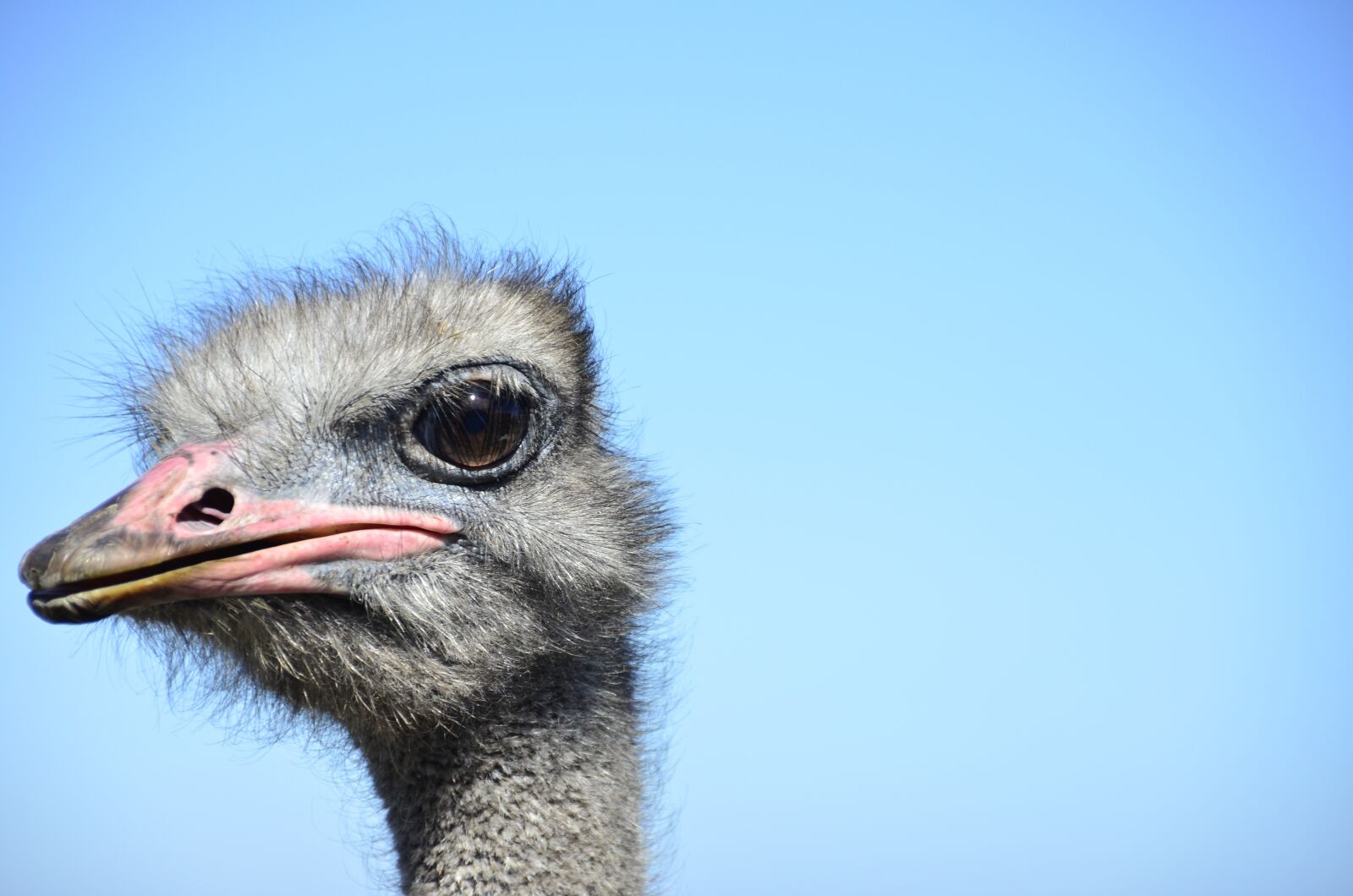 Nikon D7000 sample photo. Ostrich, looking at me photography