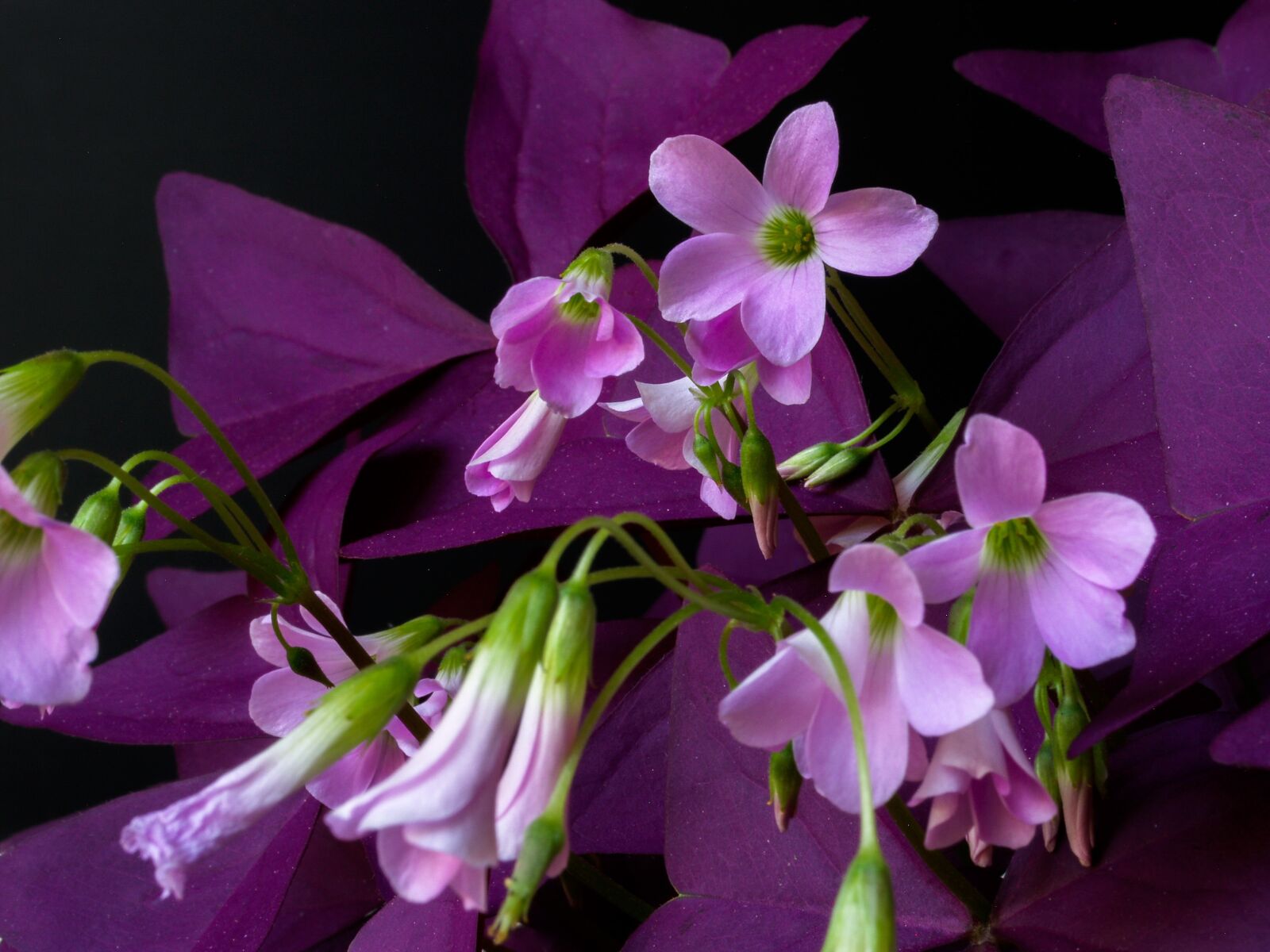 Olympus E-500 (EVOLT E-500) sample photo. Sorrel, flower, sheet photography