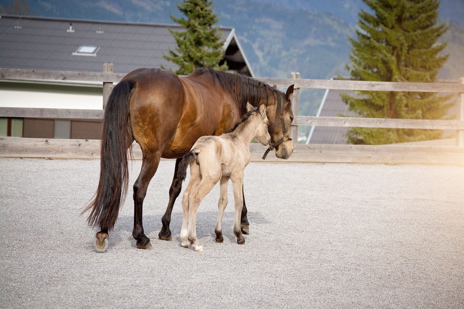 Nikon D7100 sample photo. Horses, ponies, mare photography