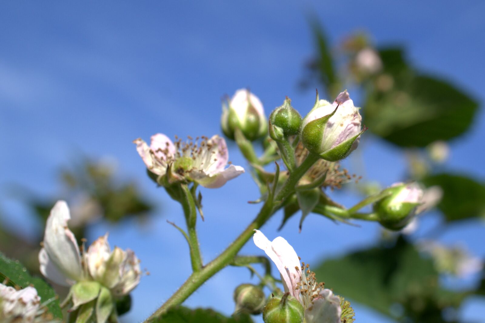 Sony E 30mm F3.5 Macro sample photo. Blackberries, sky, flower photography