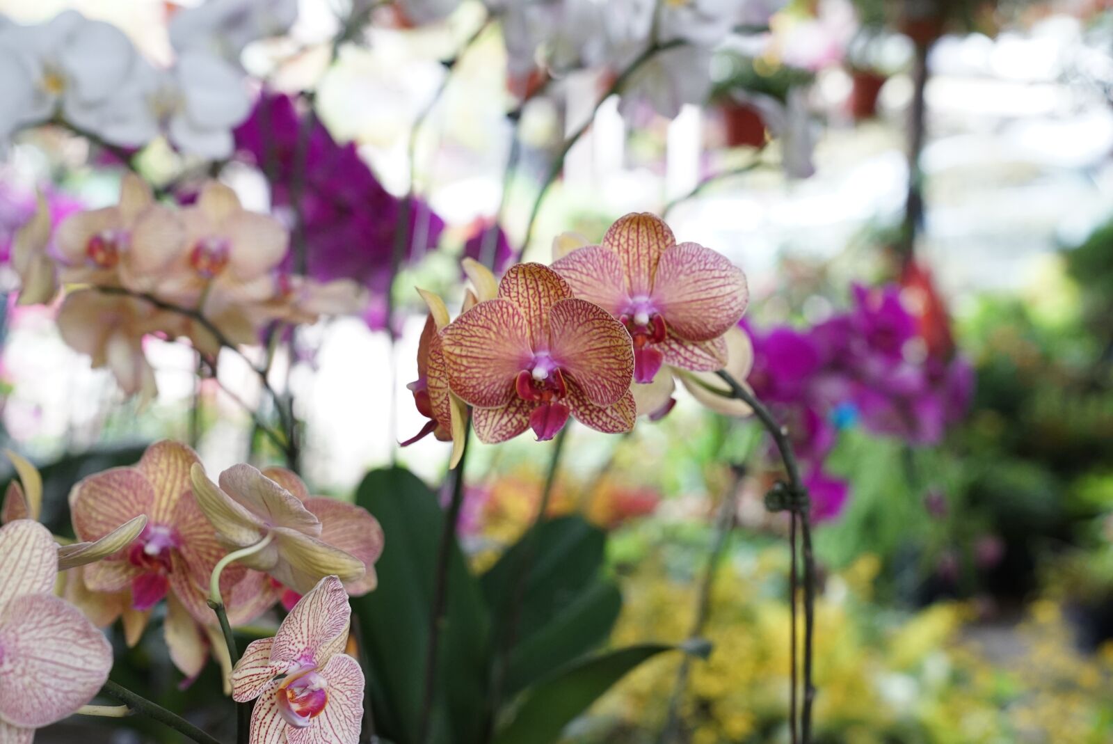 Sony a7S + Sony FE 24-70mm F2.8 GM sample photo. Orchids, tropical, floral photography