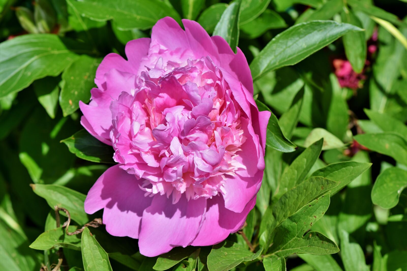 Nikon D7200 sample photo. Peony, rose, bud photography