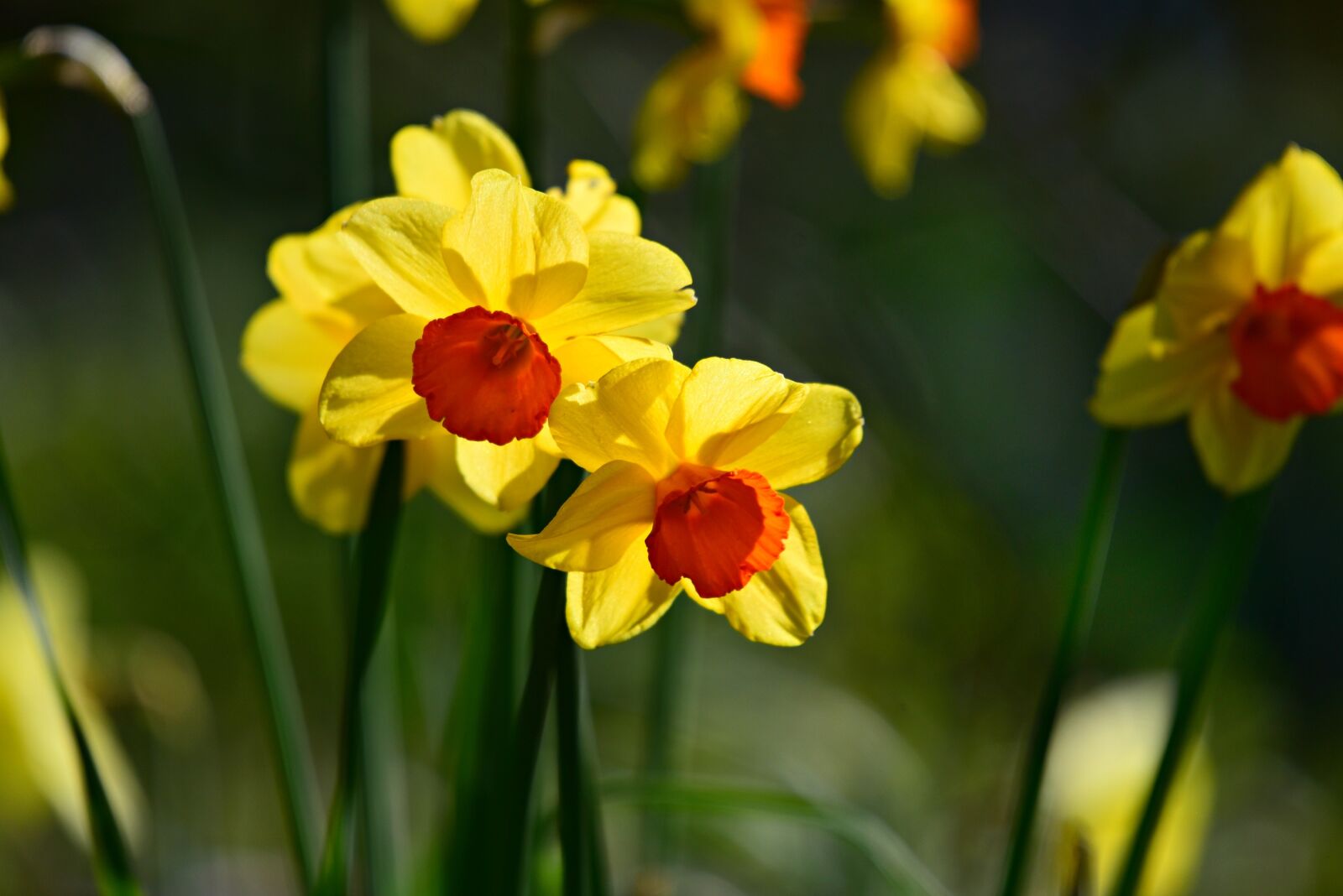 Nikon D750 sample photo. Daffodil, spring flower, plant photography