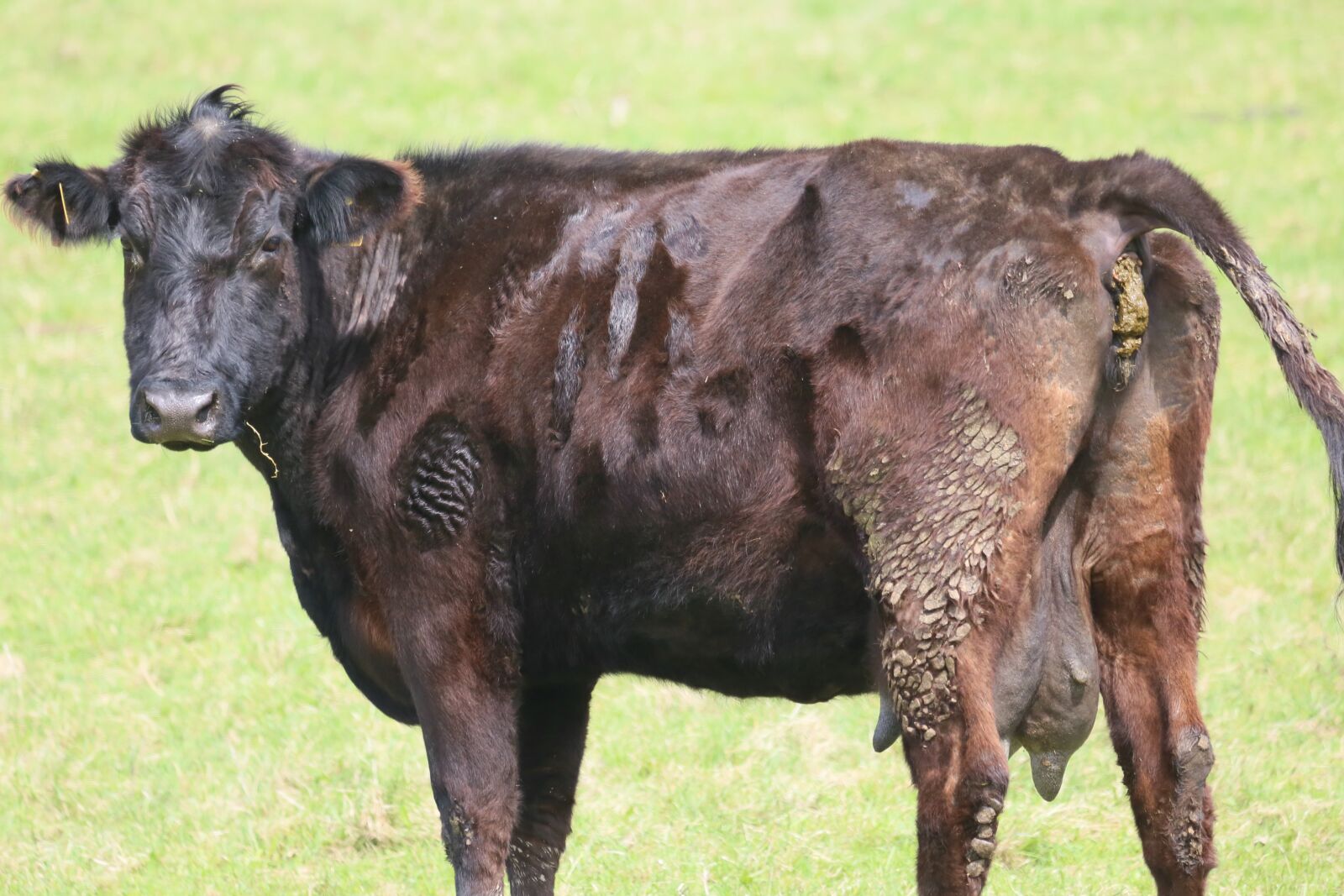 Canon EF 100-400mm F4.5-5.6L IS USM sample photo. Cow, beef, meadow photography
