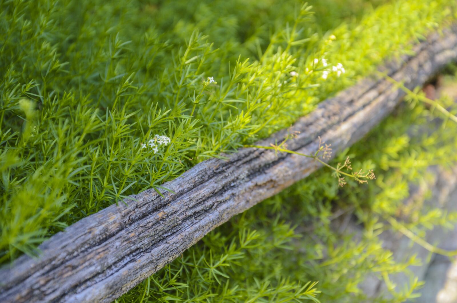 Nikon D3200 sample photo. Green, sun, wood photography