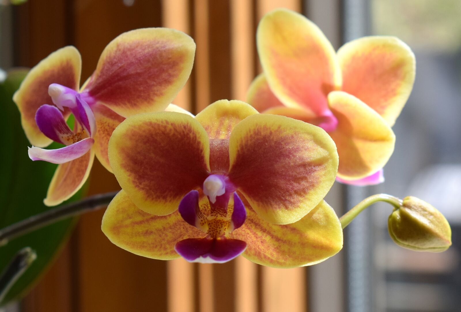 Nikon D3300 sample photo. Hybrid phalaenopsis, phalaenopsis, orchid photography