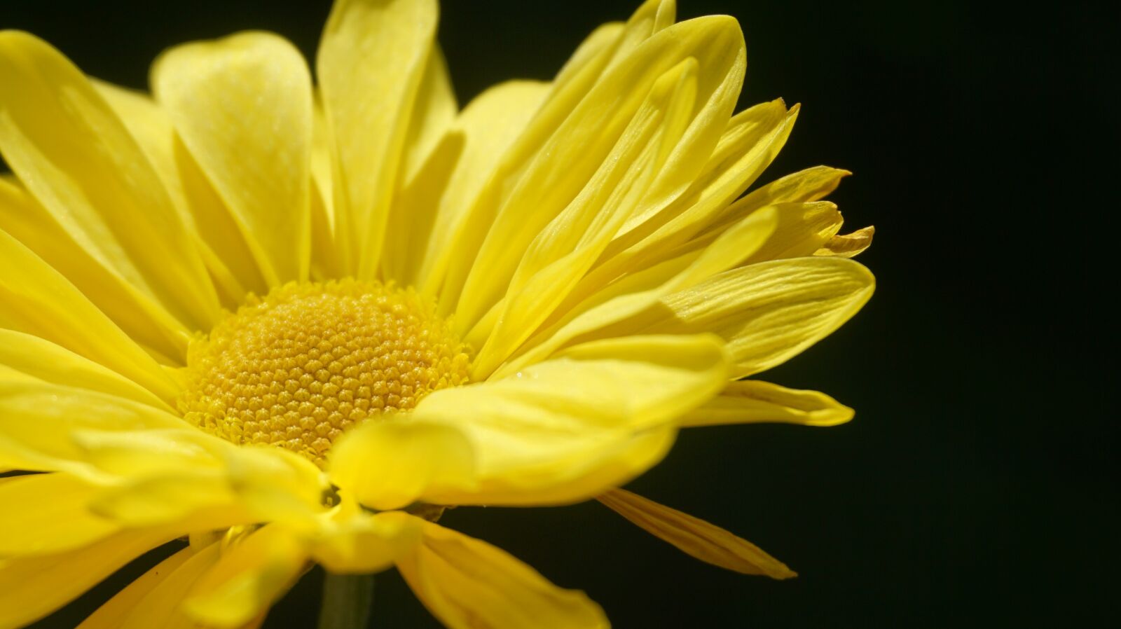 Sony E 16-50mm F3.5-5.6 PZ OSS sample photo. Flower, sun, sunflower photography