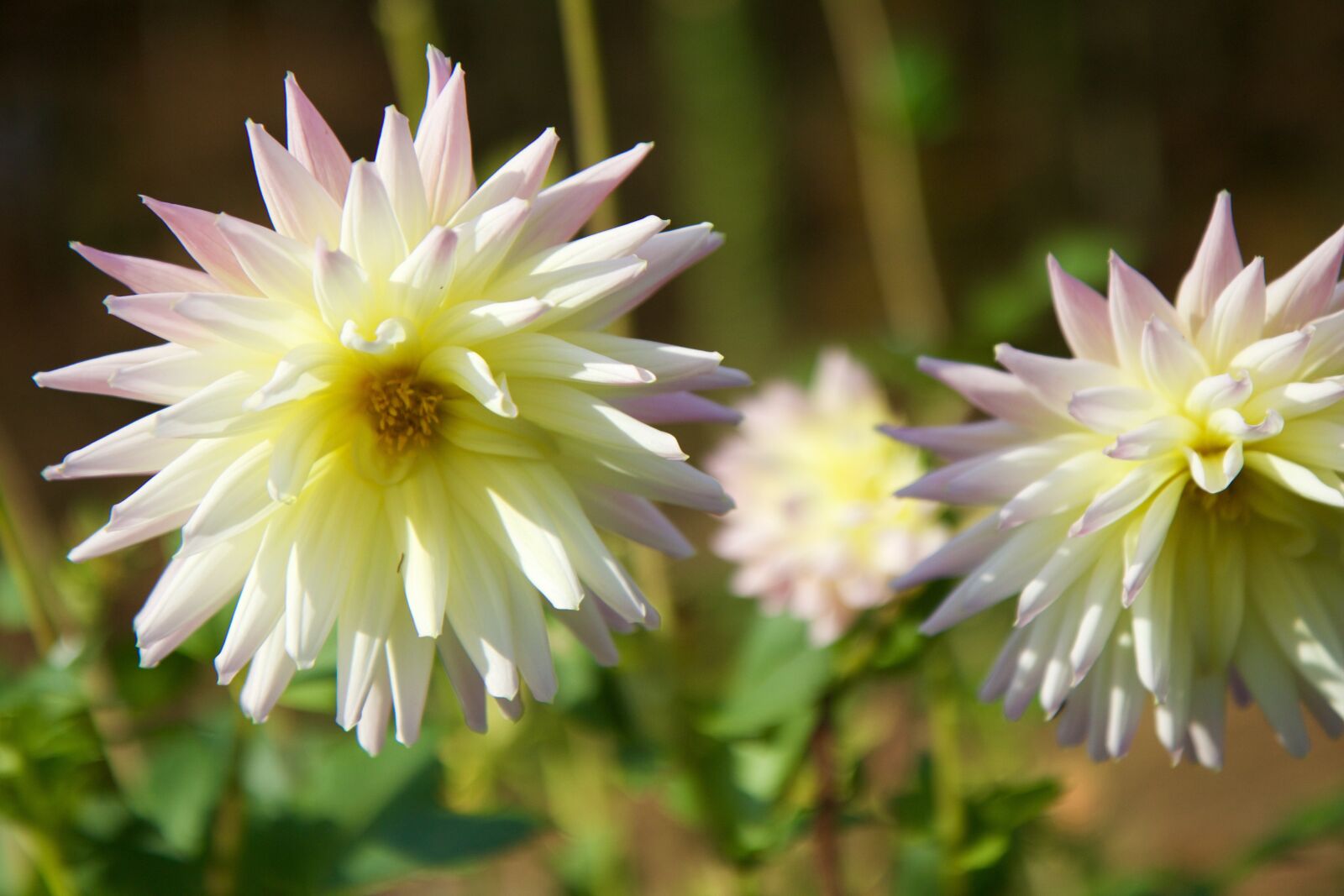Canon EOS 70D sample photo. Nature, plant, flower photography