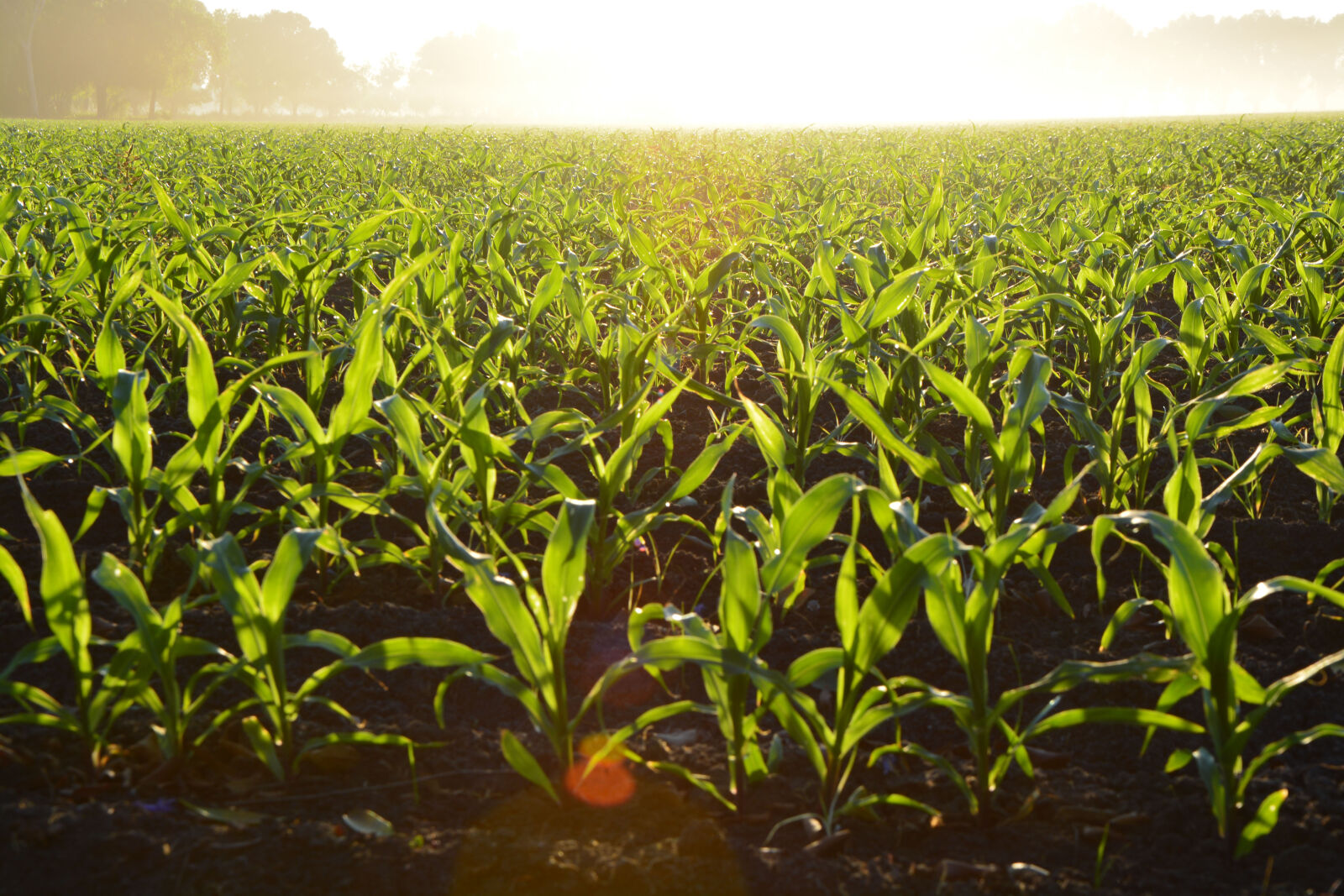 Nikon D5200 sample photo. Corn photography