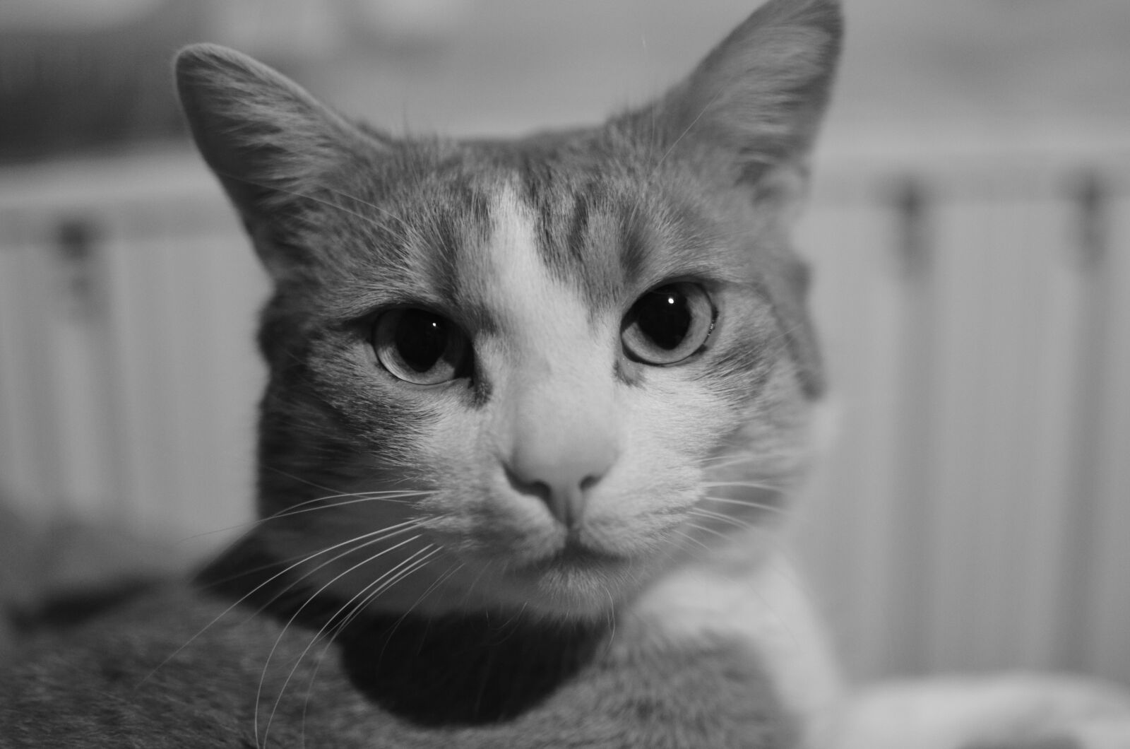 Nikon D5100 + Nikon AF-S DX Nikkor 35mm F1.8G sample photo. Cat, cat, face photography