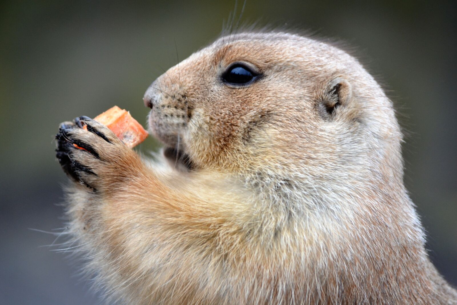 Nikon D3100 sample photo. Marterachtig, food, zoo photography