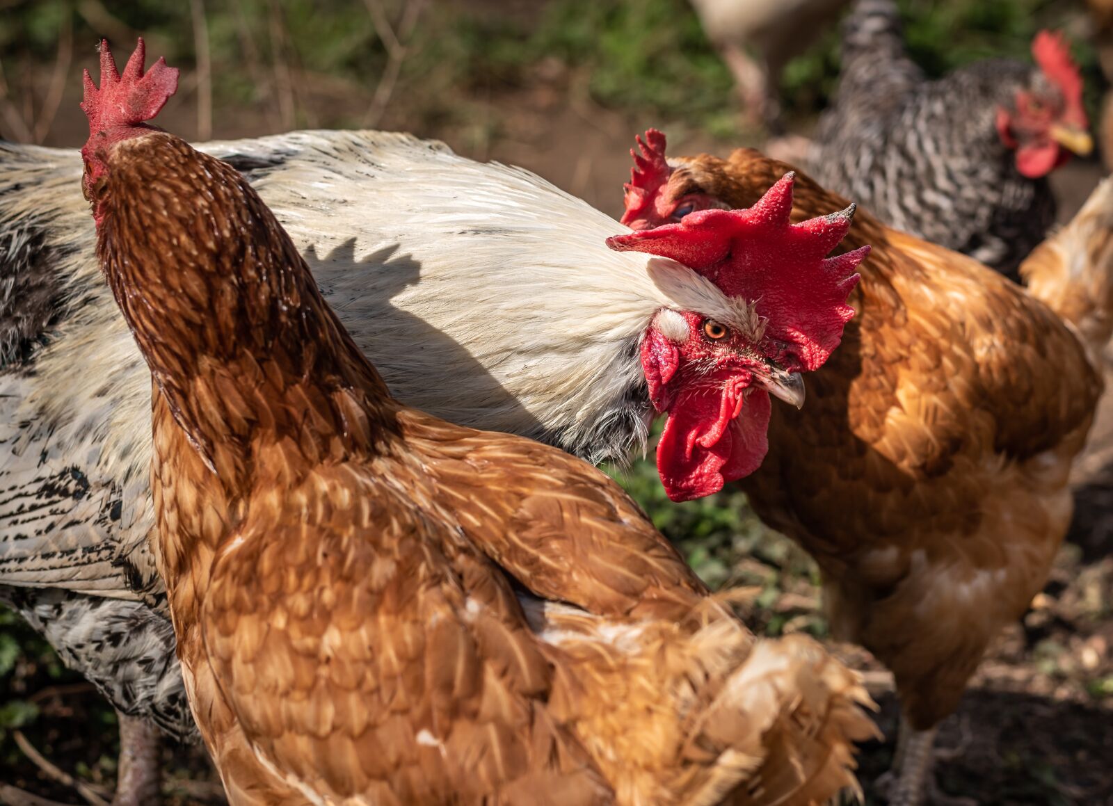 Nikon D750 sample photo. Poultry, art fair, farm photography