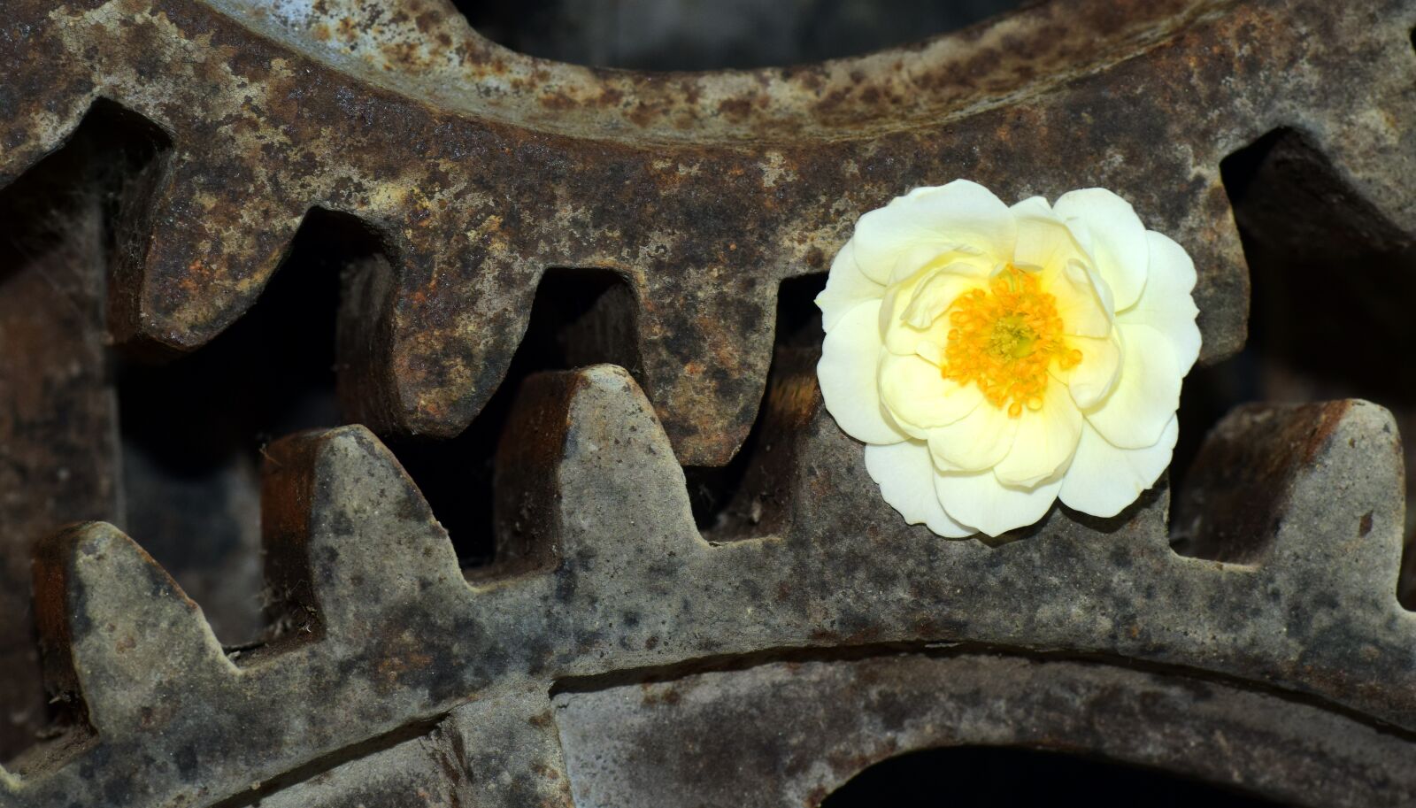 Nikon D3300 sample photo. Gear, wild rose, metal photography