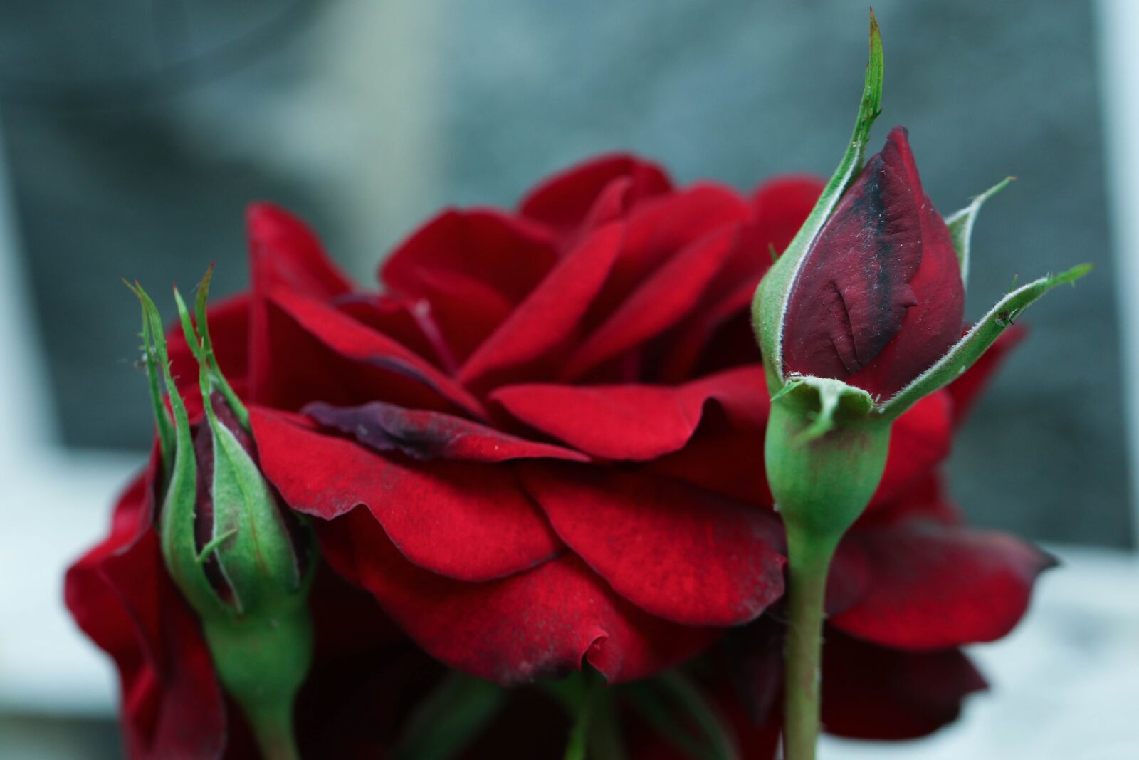 Canon EOS 7D Mark II sample photo. Rose, flower, garden photography