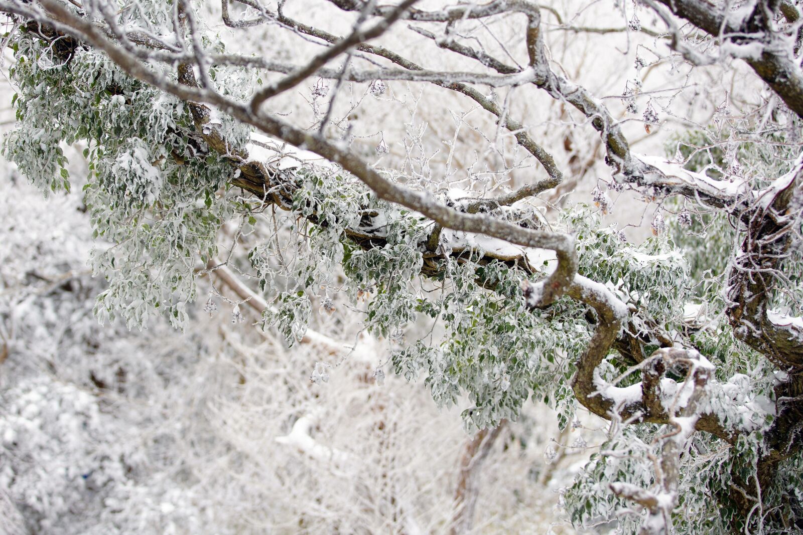 Canon EF 70-200mm F2.8L USM sample photo. Snow, white, winter photography
