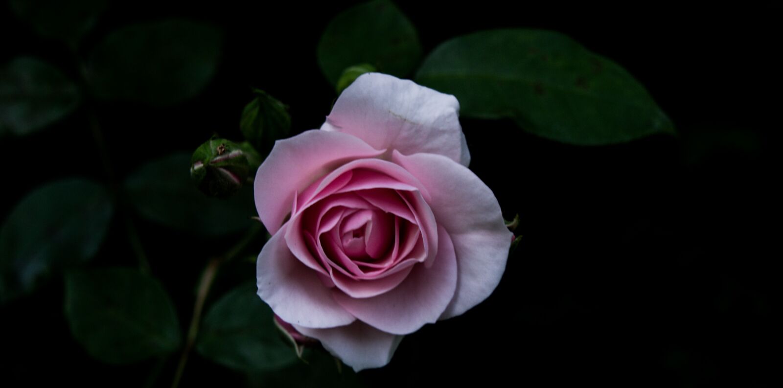 Sony Alpha NEX-3 + Sony E 18-55mm F3.5-5.6 OSS sample photo. Pink, roses, garden photography