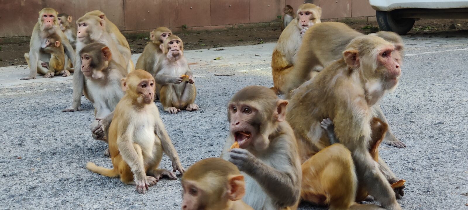 OnePlus HD1901 sample photo. Animals, monkey, portrait photography