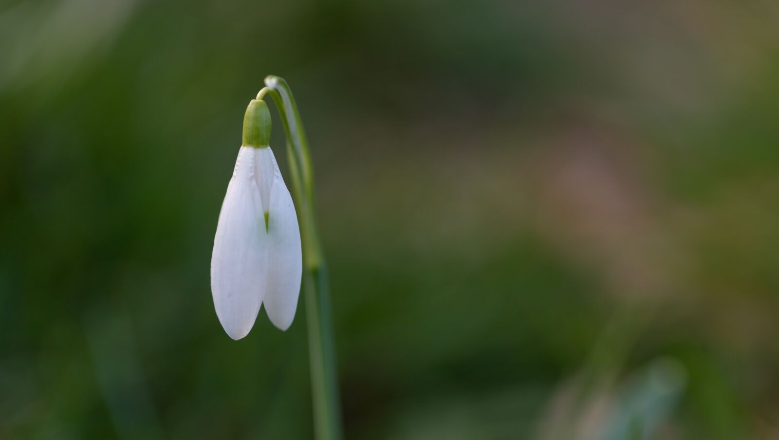 Canon EOS 6D Mark II sample photo. Snowdrop, spring, flower photography