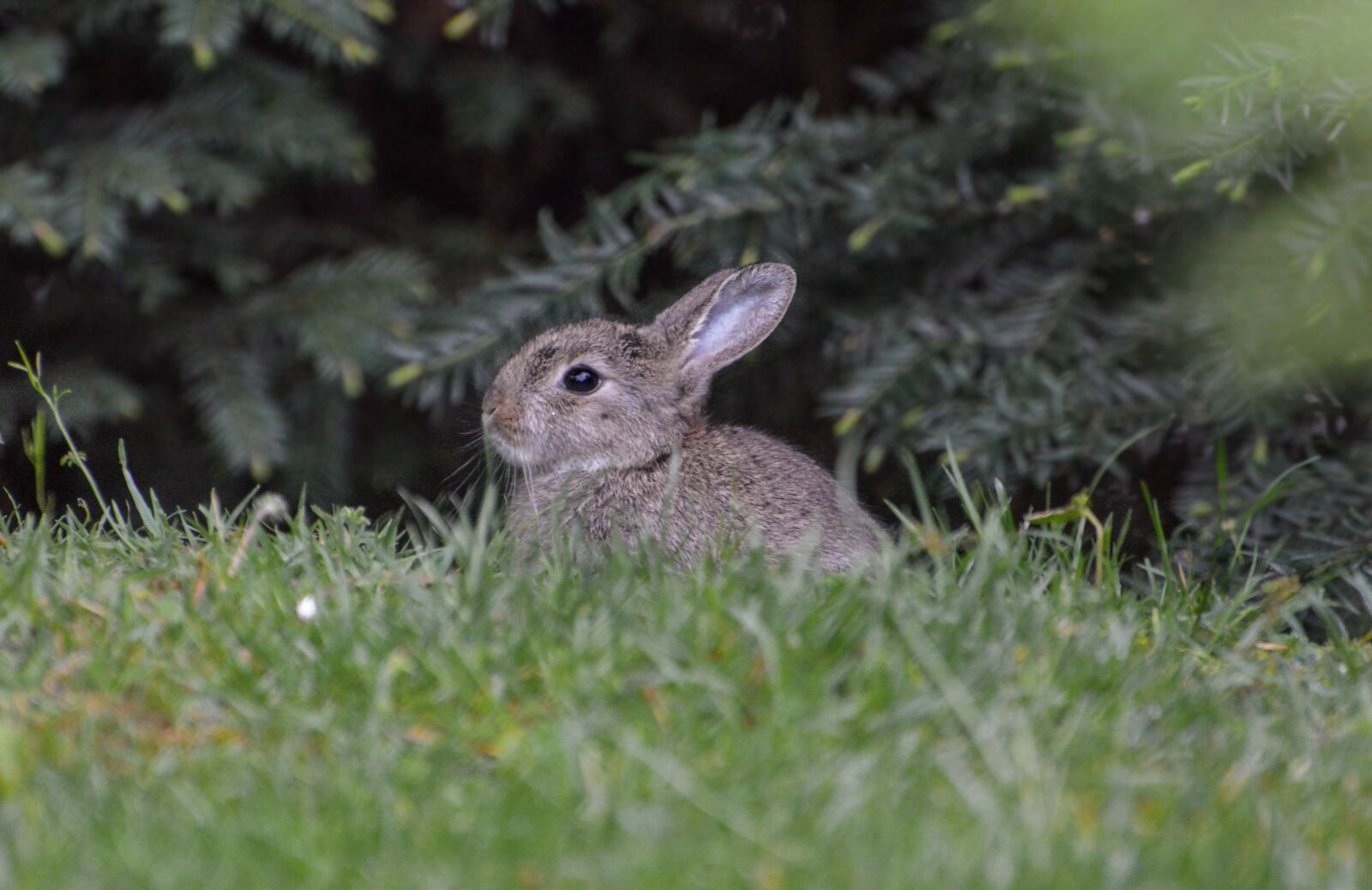 Nikon D3200 sample photo. Rabbit, easter, cute photography