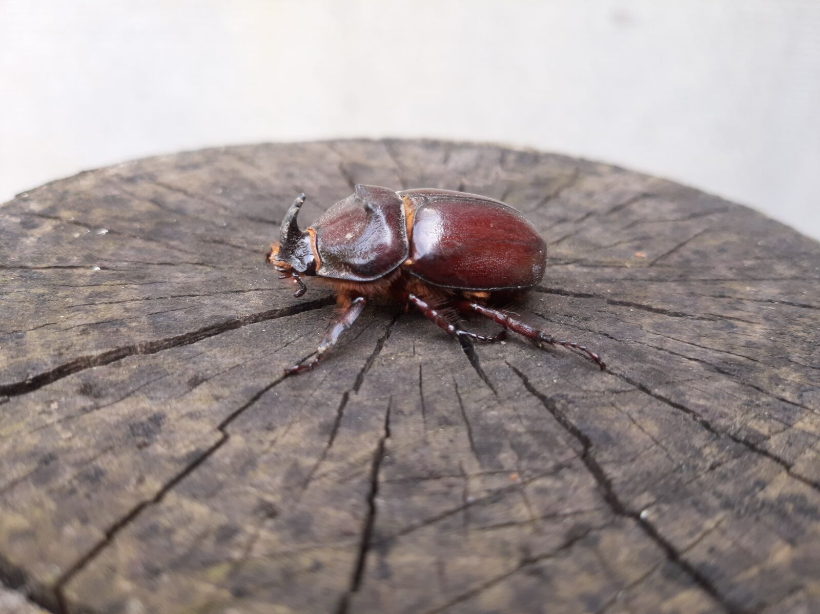 Samsung Galaxy A50 sample photo. Beetle, rhino, insect photography