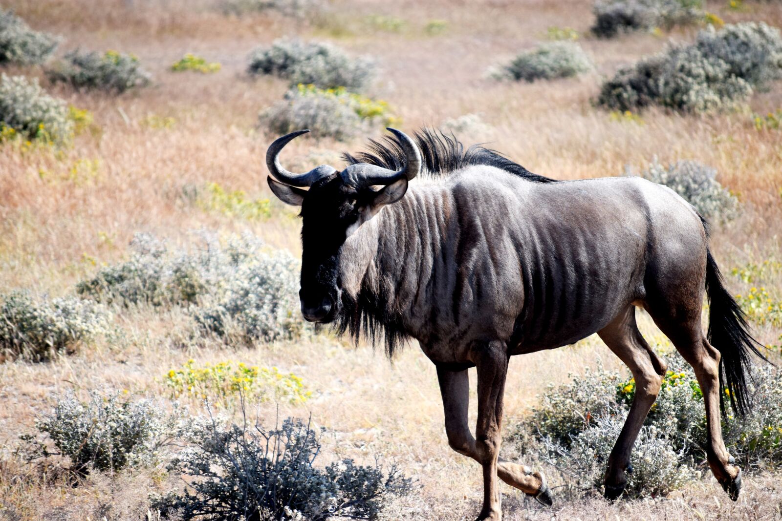 Nikon D5300 sample photo. Wildebeest, animal, etosha photography