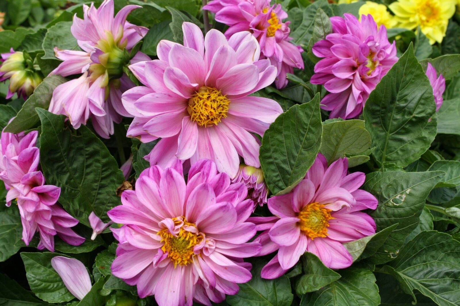 Canon EOS 1000D (EOS Digital Rebel XS / EOS Kiss F) sample photo. Flower, nature, garden photography