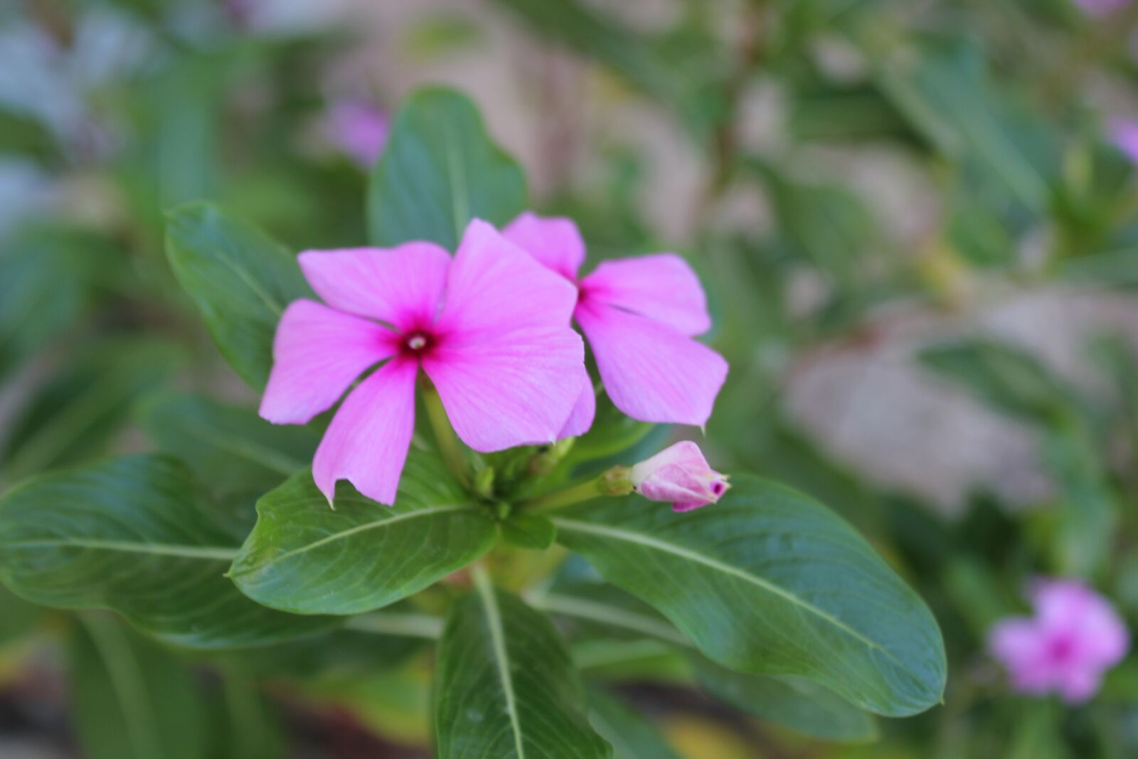 Canon EOS 550D (EOS Rebel T2i / EOS Kiss X4) sample photo. Flower, garden, plant photography