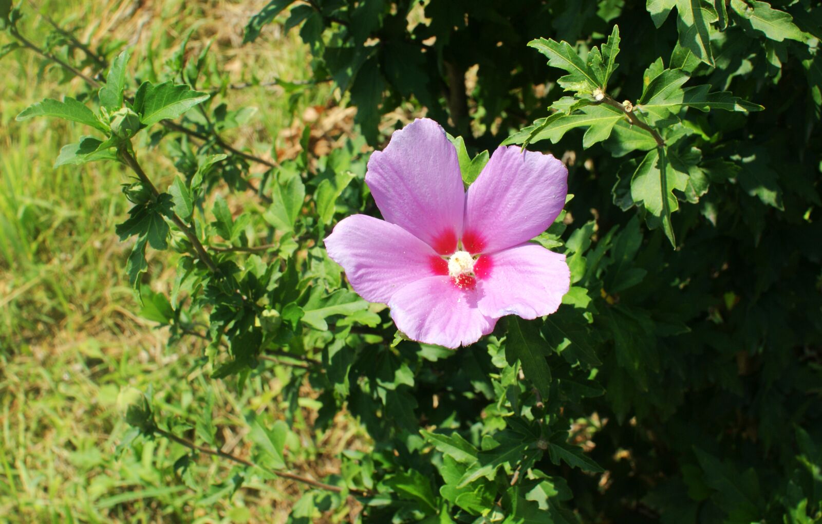 Sony Alpha DSLR-A350 sample photo. Rose of sharon, flowers photography