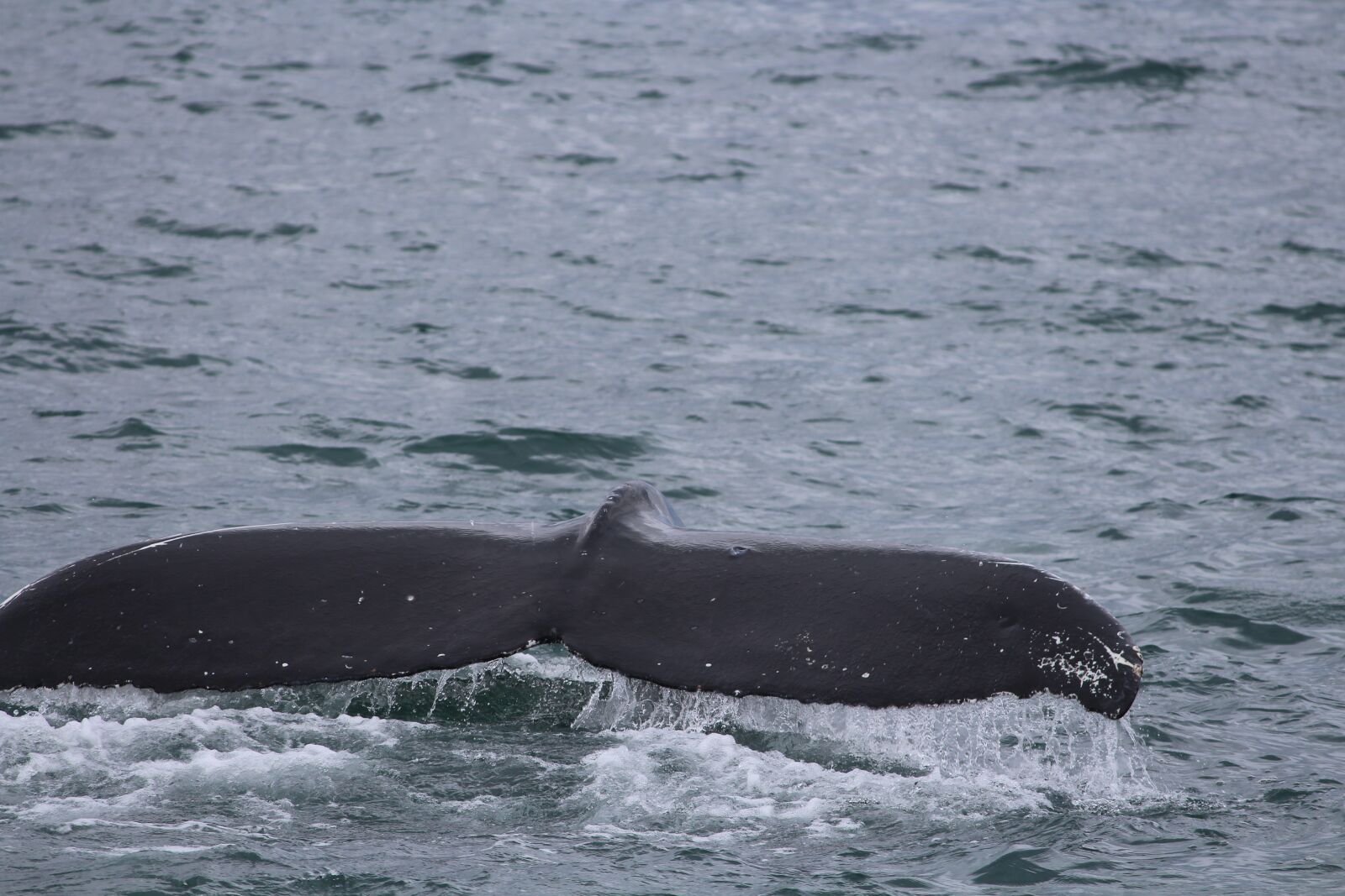 Canon EOS 700D (EOS Rebel T5i / EOS Kiss X7i) sample photo. Norwegian sea, wal, fluke photography
