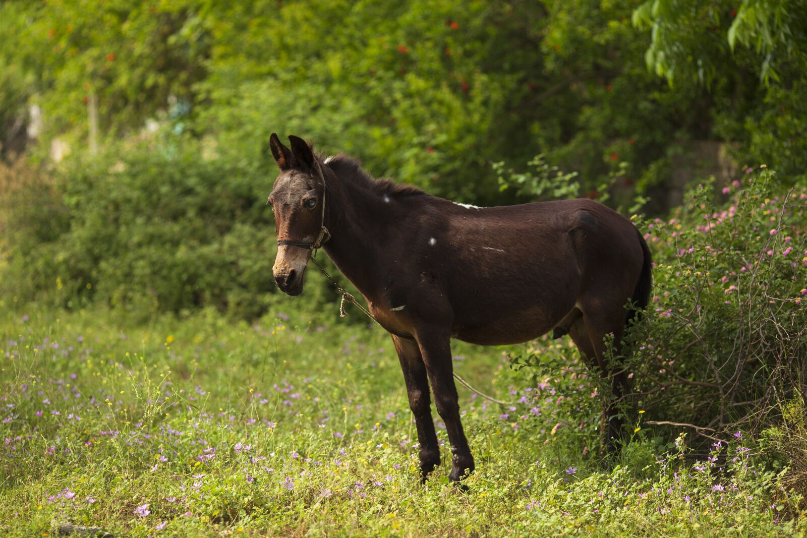 Canon EOS 6D + Canon EF 135mm F2L USM sample photo. Horse, grass, animals photography