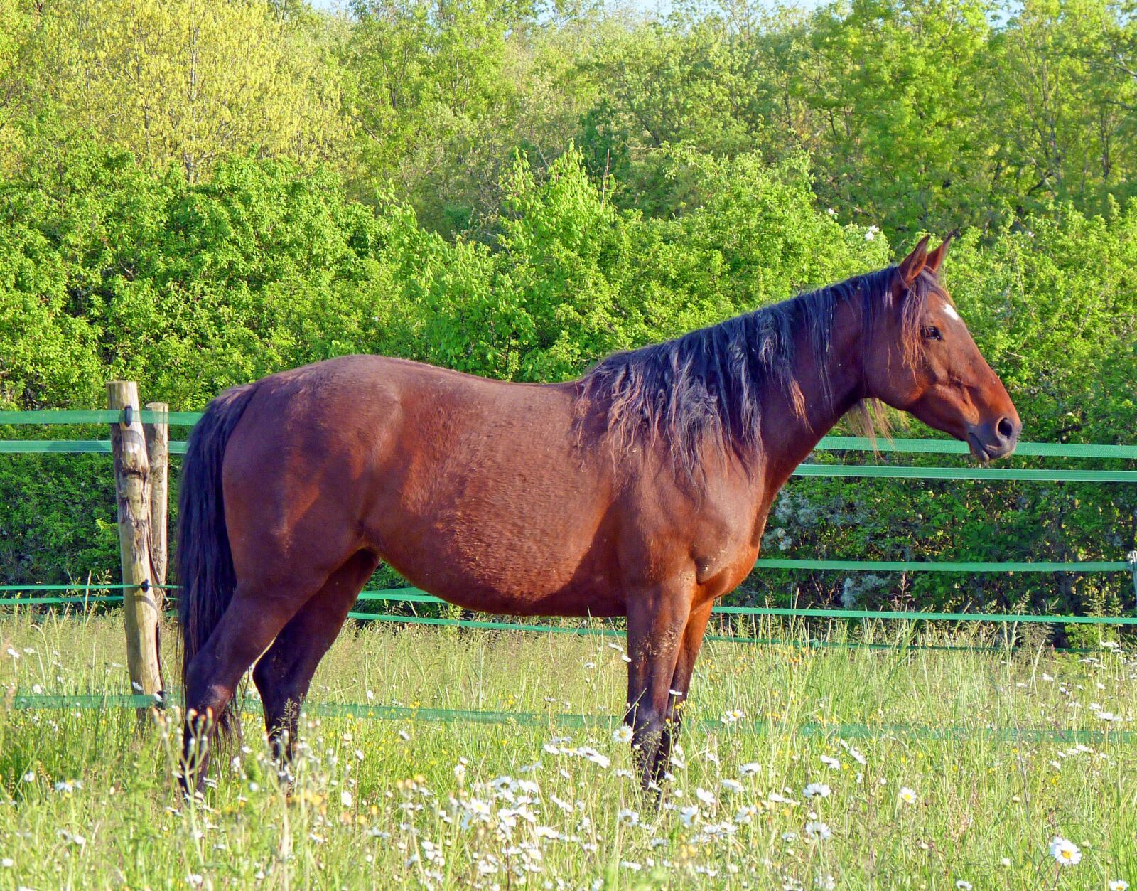 Panasonic Lumix DMC-FZ35 (Lumix DMC-FZ38) sample photo. Horse, arabian warmblood, nature photography