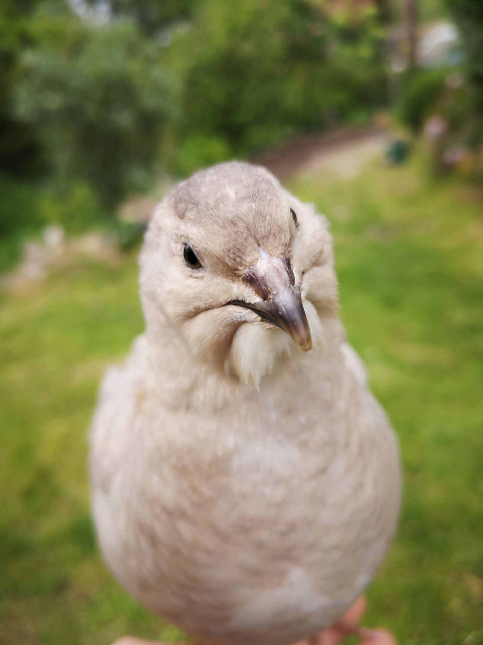 HUAWEI P20 sample photo. Quail, feather, bird photography
