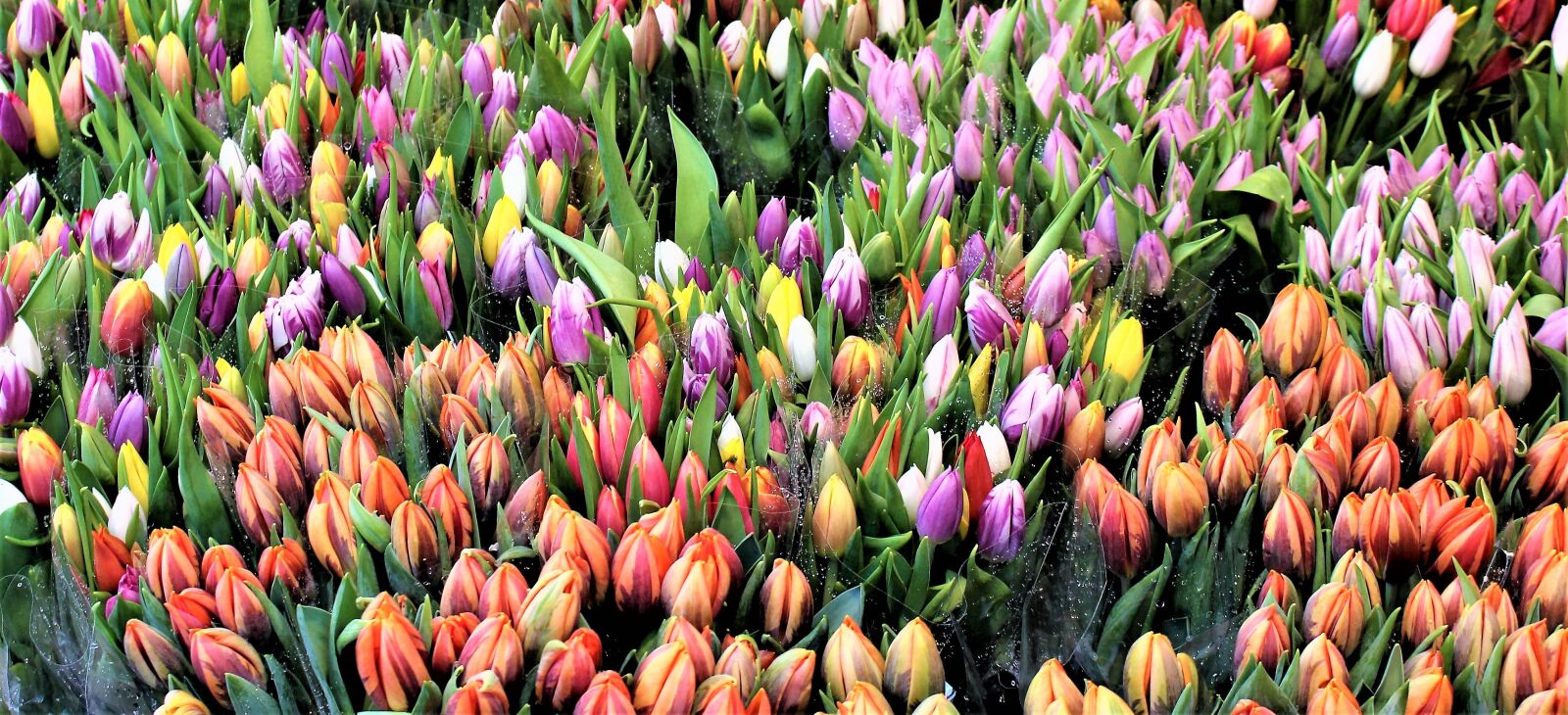 Canon EOS 700D (EOS Rebel T5i / EOS Kiss X7i) sample photo. Tulips, flowers, flower bouquet photography