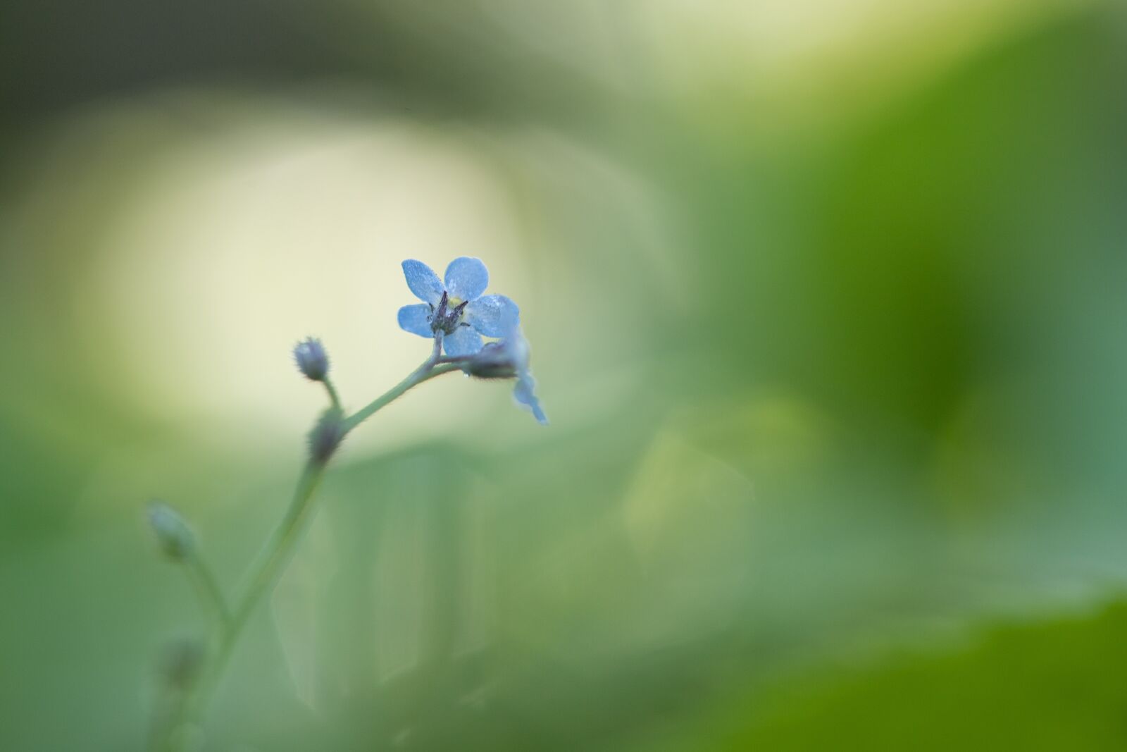 Canon EOS 6D Mark II sample photo. Forget me not, spring photography