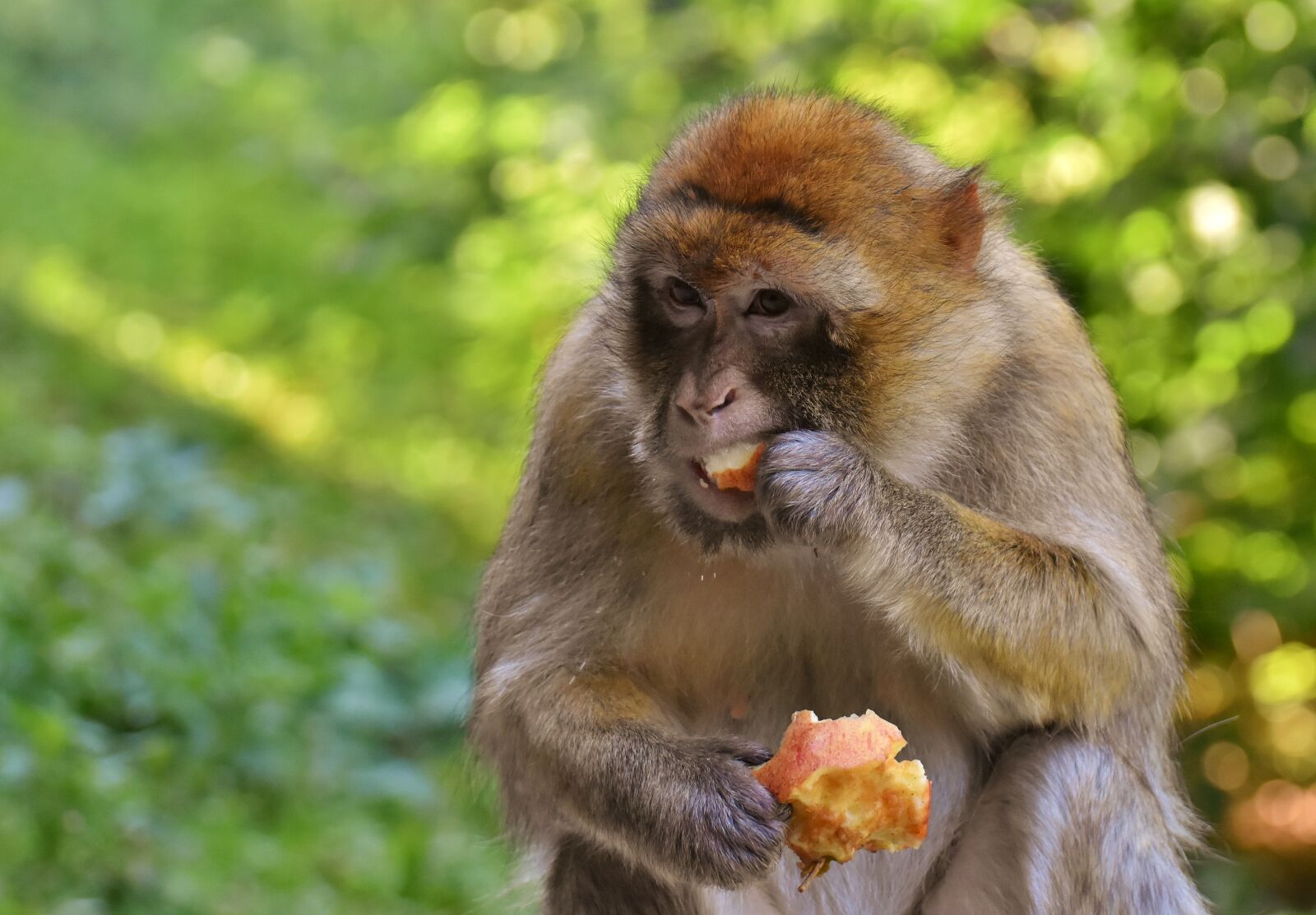 Nikon D7200 sample photo. Barbary ape, endangered species photography