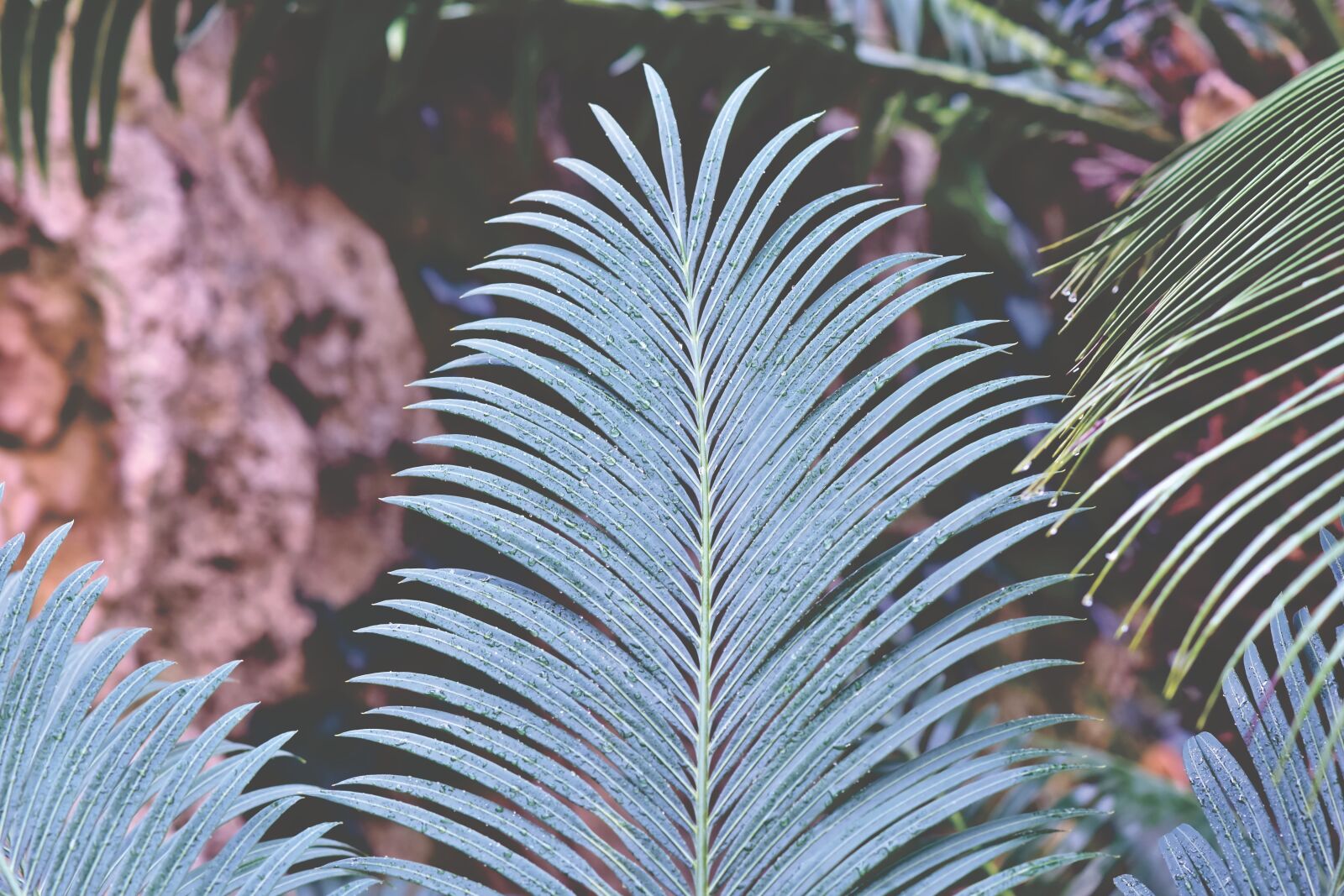 Nikon D7200 sample photo. Fern fern leaf, wedel photography