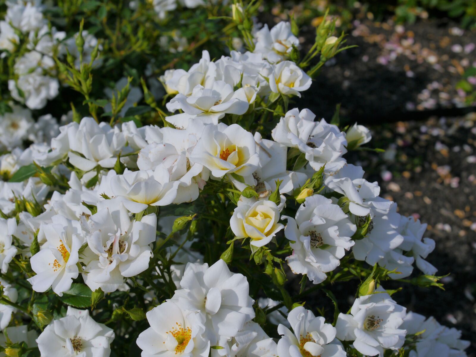 Panasonic Lumix DMC-GX1 sample photo. Verny park, france, rose photography