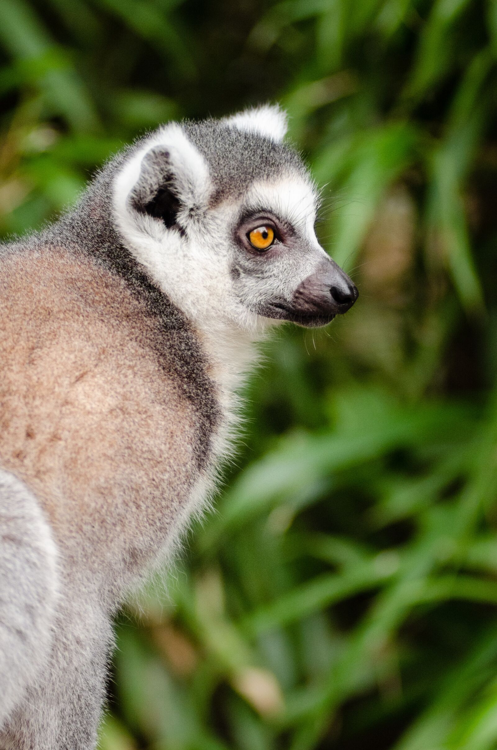 Nikon D7000 sample photo. Animal, blur, blurry photography