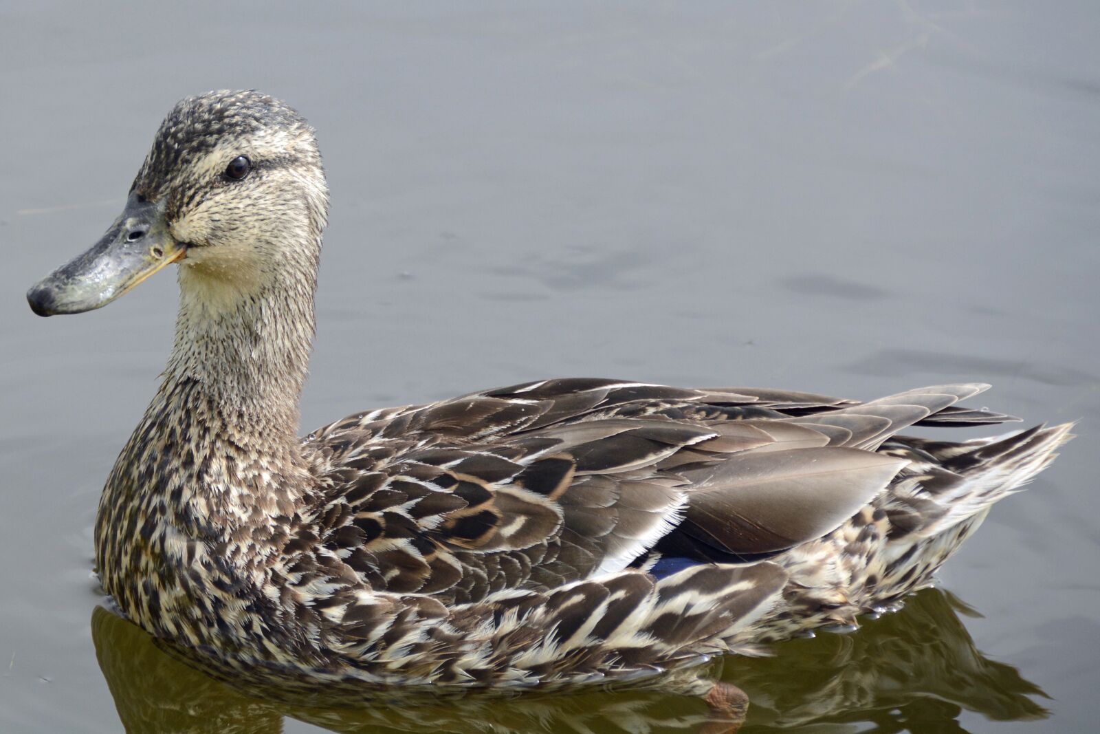 Nikon D7100 sample photo. Duck, water bird, pond photography