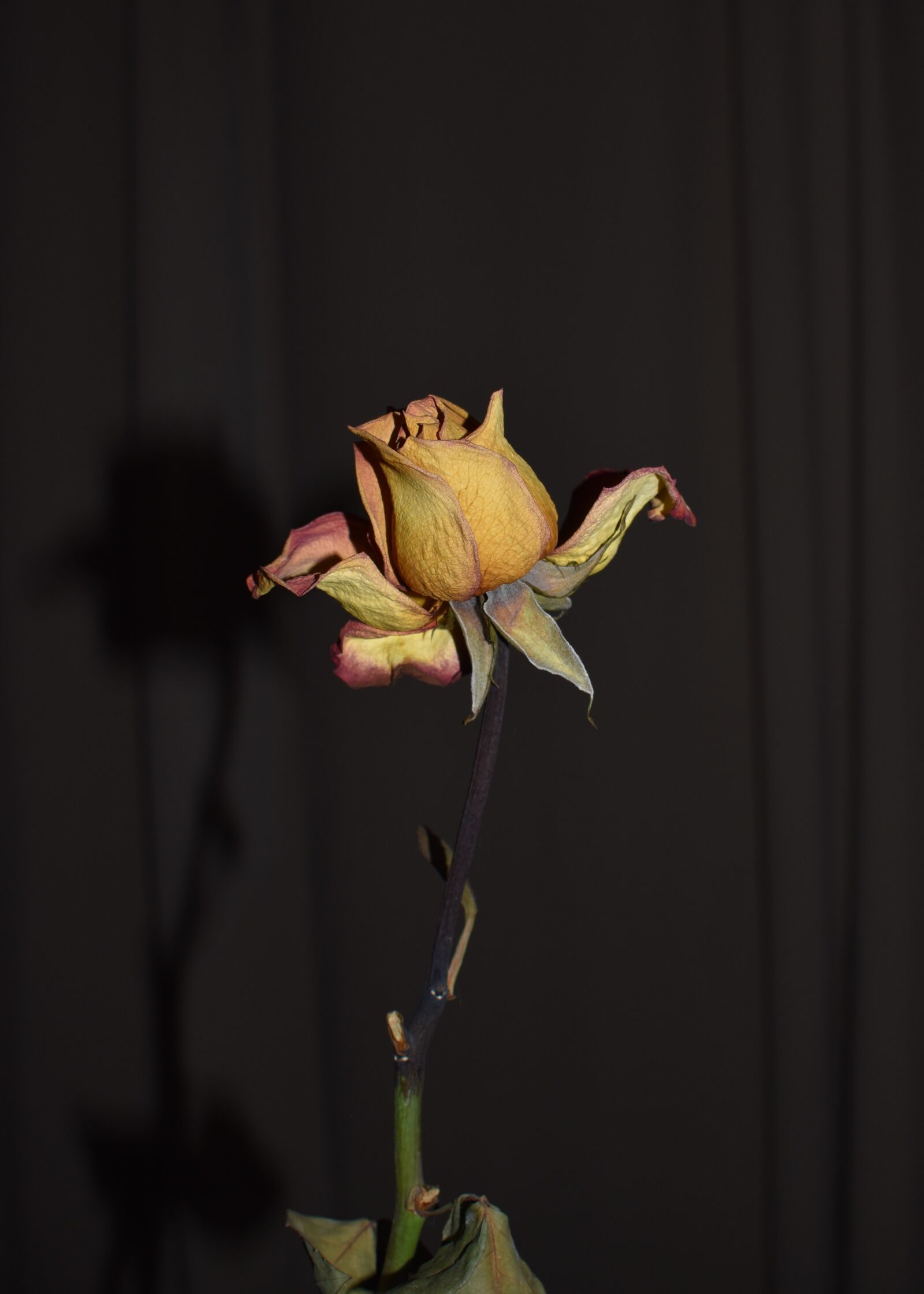 Nikon D3500 sample photo. Rose, flower, dried photography