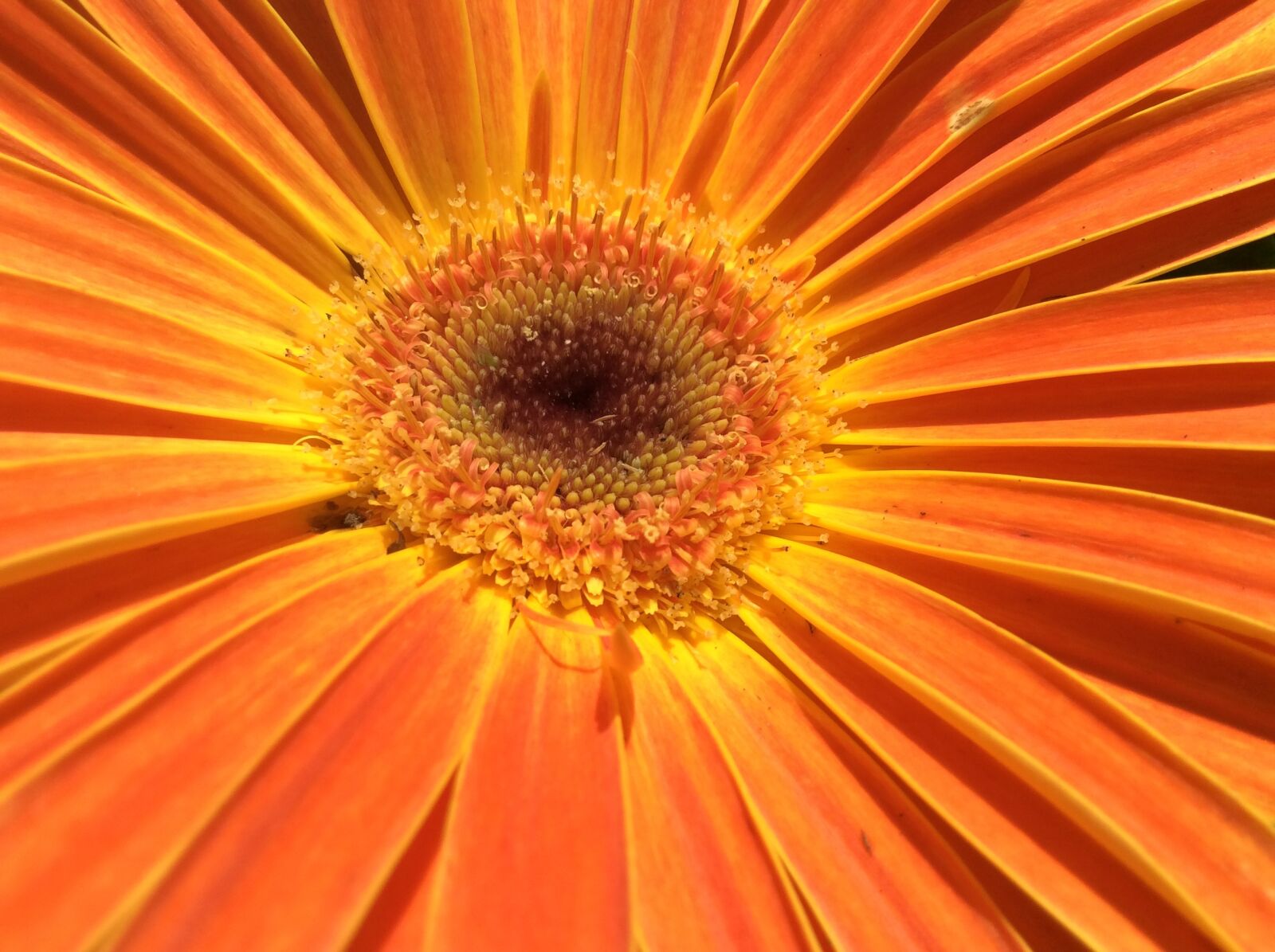 Apple iPad Air + iPad Air back camera 3.3mm f/2.4 sample photo. Flower, daisy, floral photography