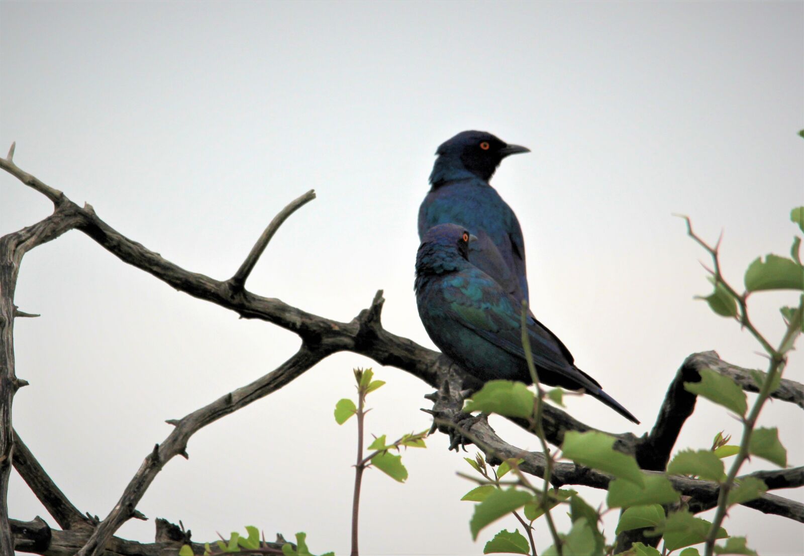 Canon EOS 60D sample photo. Cape glossy starling, bird photography