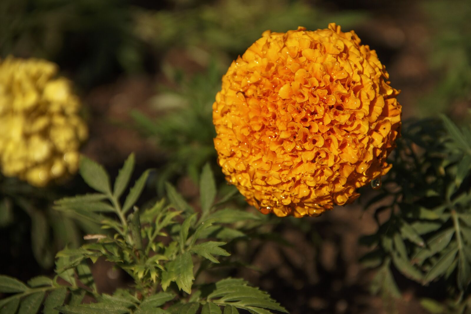 Canon EOS 650D (EOS Rebel T4i / EOS Kiss X6i) sample photo. Marigold, flower, summer photography