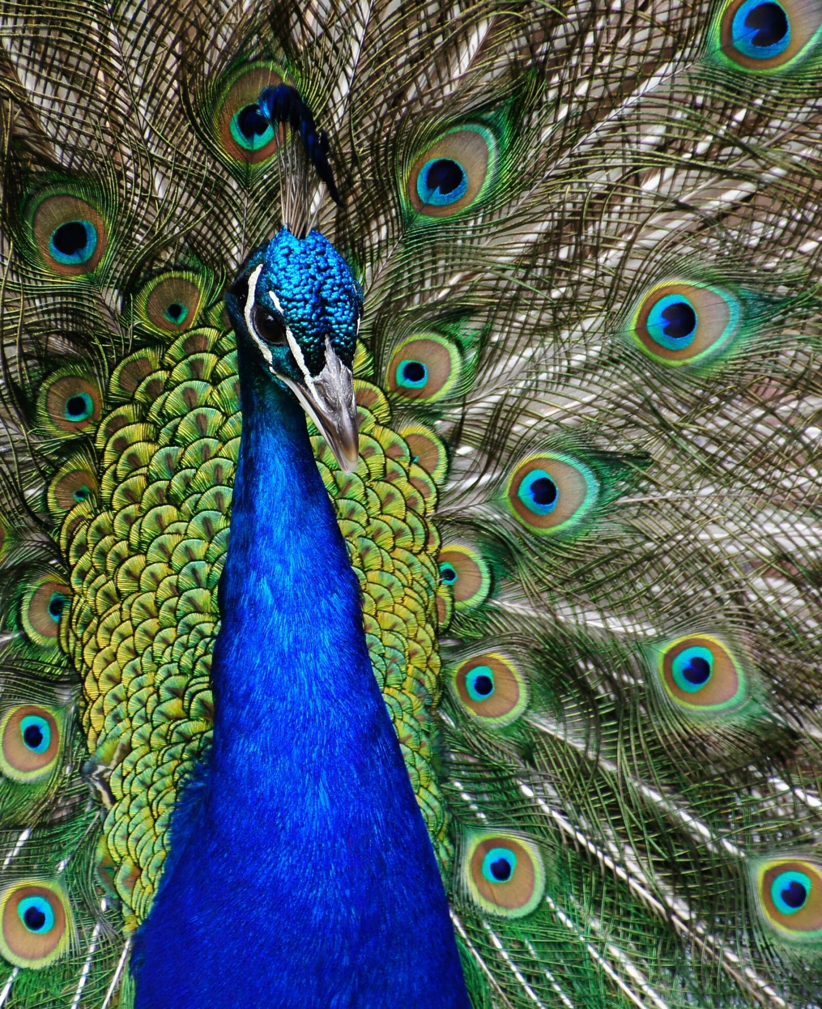 Sony Alpha DSLR-A580 sample photo. Peacock, close up, plumage photography