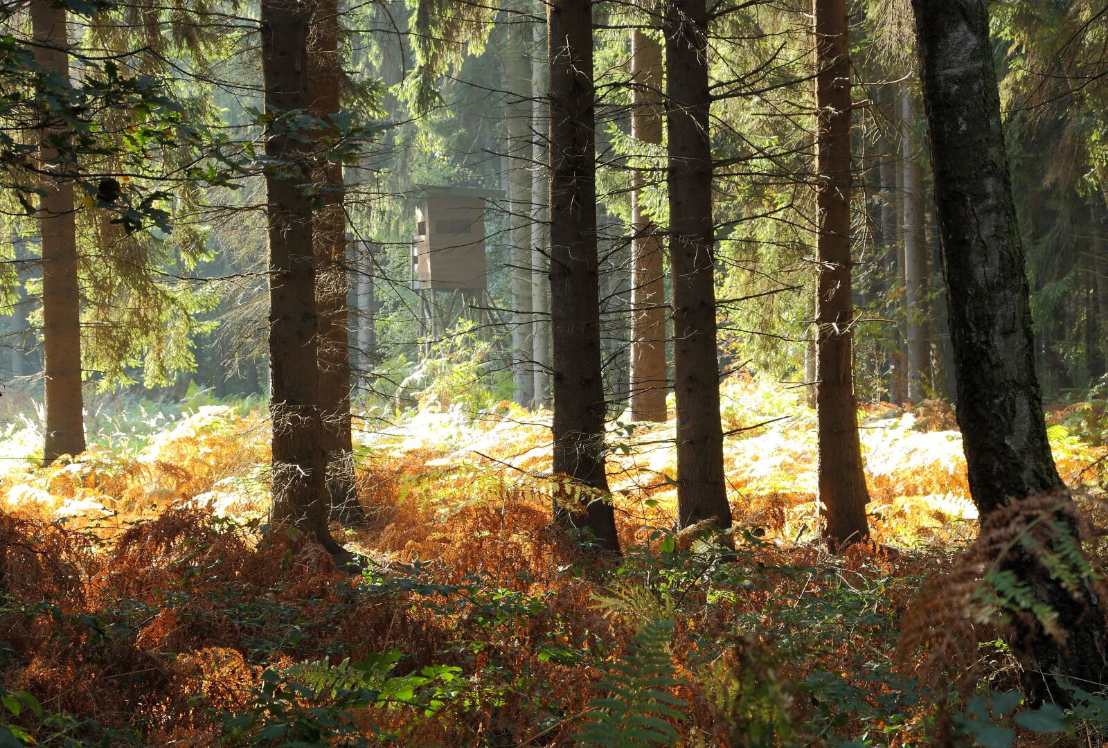 Canon EOS 450D (EOS Rebel XSi / EOS Kiss X2) sample photo. Forest, trees, autumn forest photography