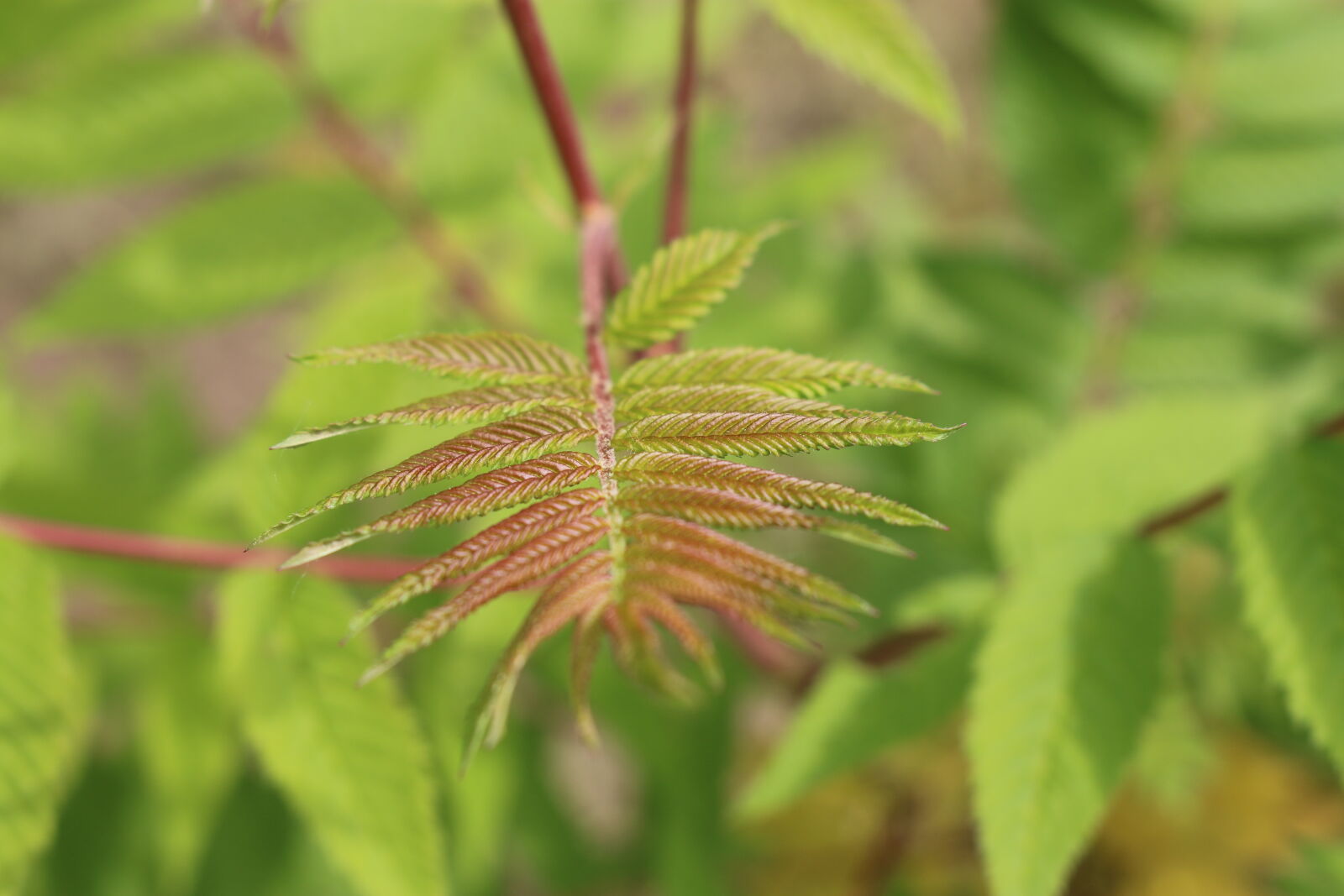 Canon EOS 70D sample photo. Green, leaf, level, nature photography
