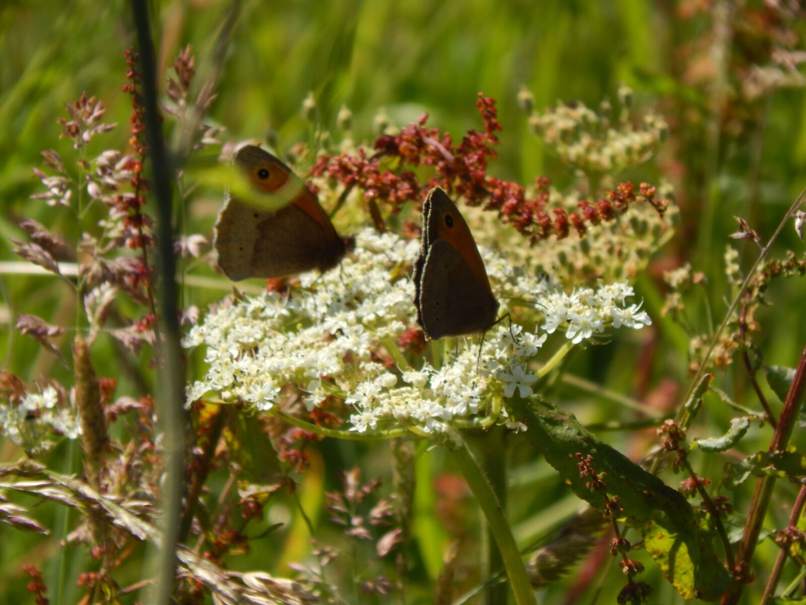 Nikon Coolpix L820 sample photo. Butterflies, cowslip, uk photography