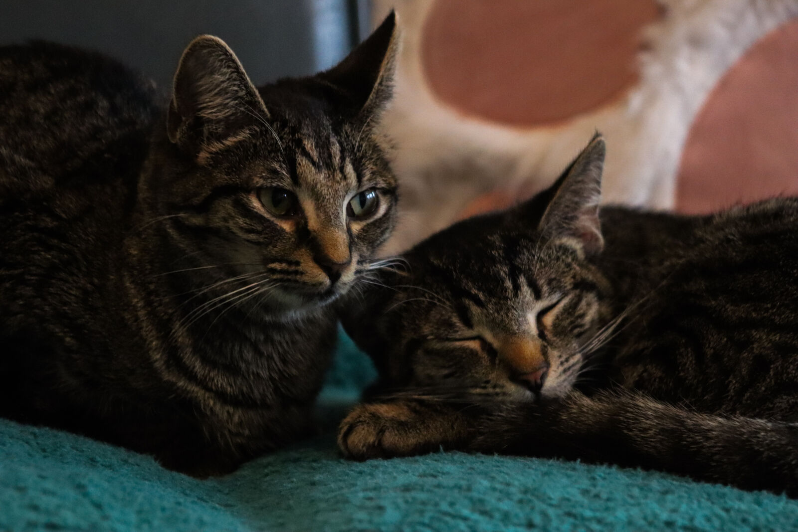Canon EOS R100 sample photo