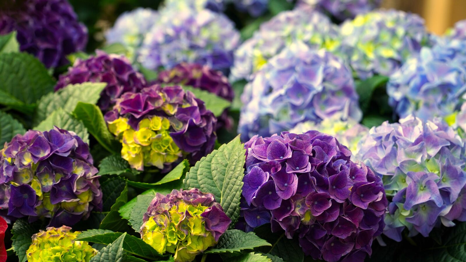 Sony E PZ 18-105mm F4 G OSS sample photo. Hydrangeas, flower, blossom photography