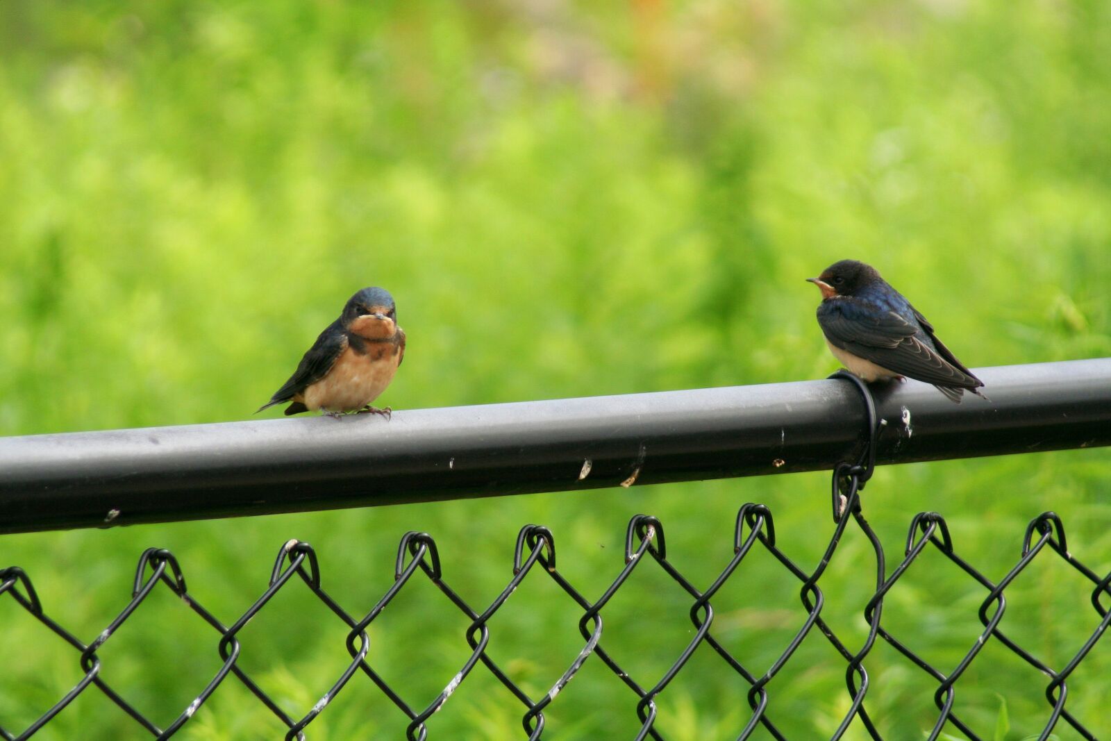 Canon EOS 350D (EOS Digital Rebel XT / EOS Kiss Digital N) sample photo. Bird, robin, nature photography